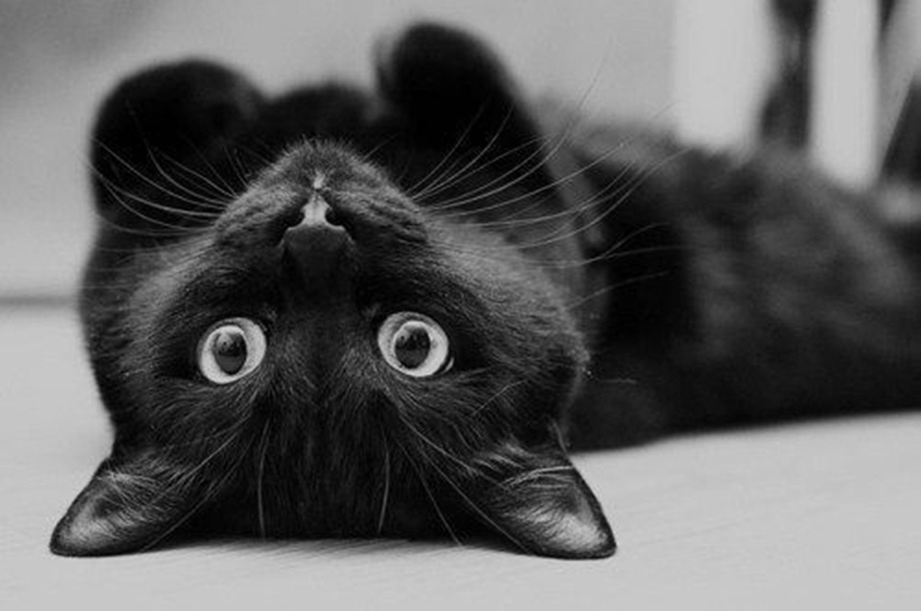 Gatto nero bianco e nero, 1807x1200 900p, PC Desktop