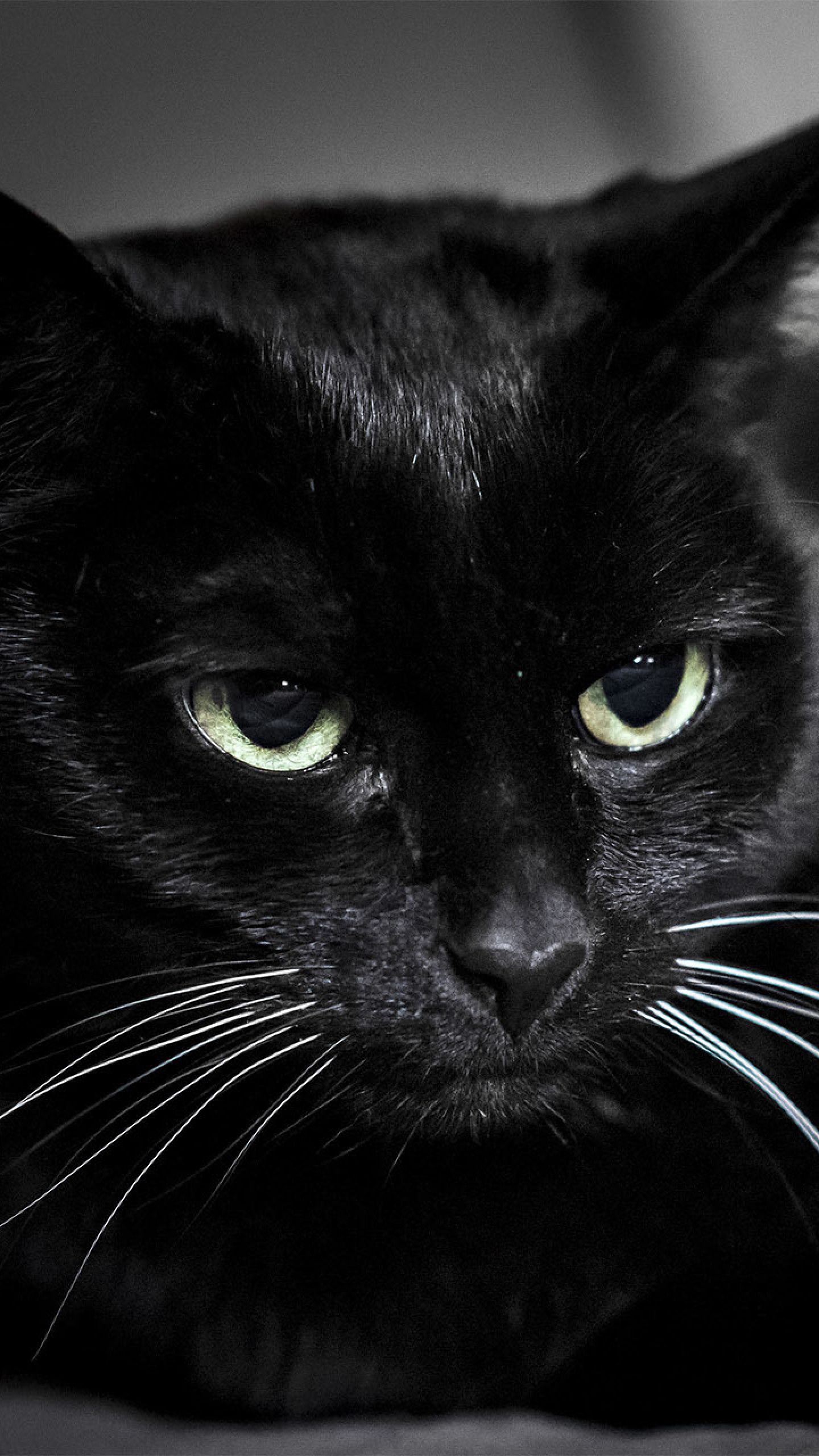Gatto nero primo piano, 1440x2560 Full HD Verticale, Smartphone