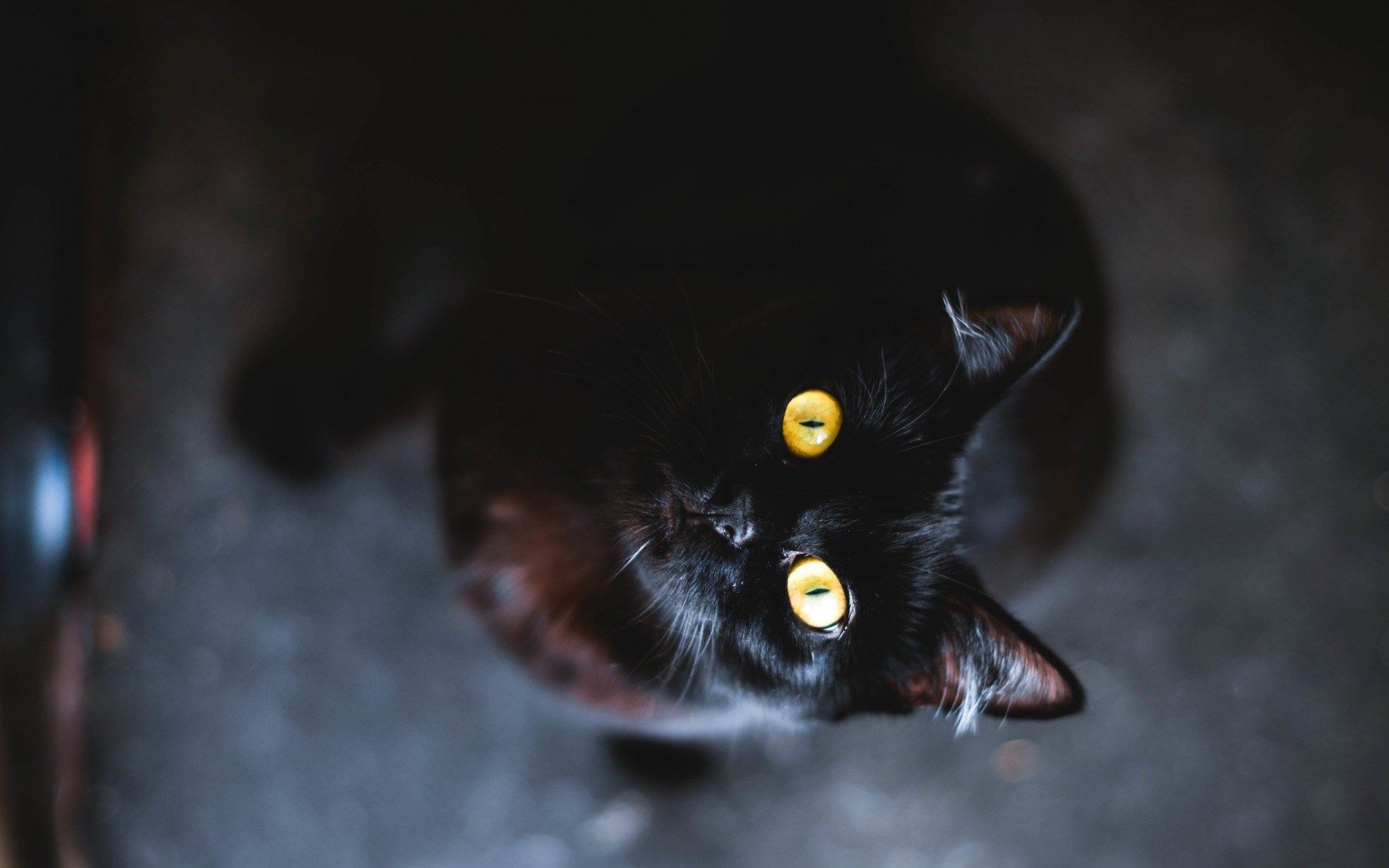 Gatto nero occhi gialli, 1680x1050 HD, Desktop