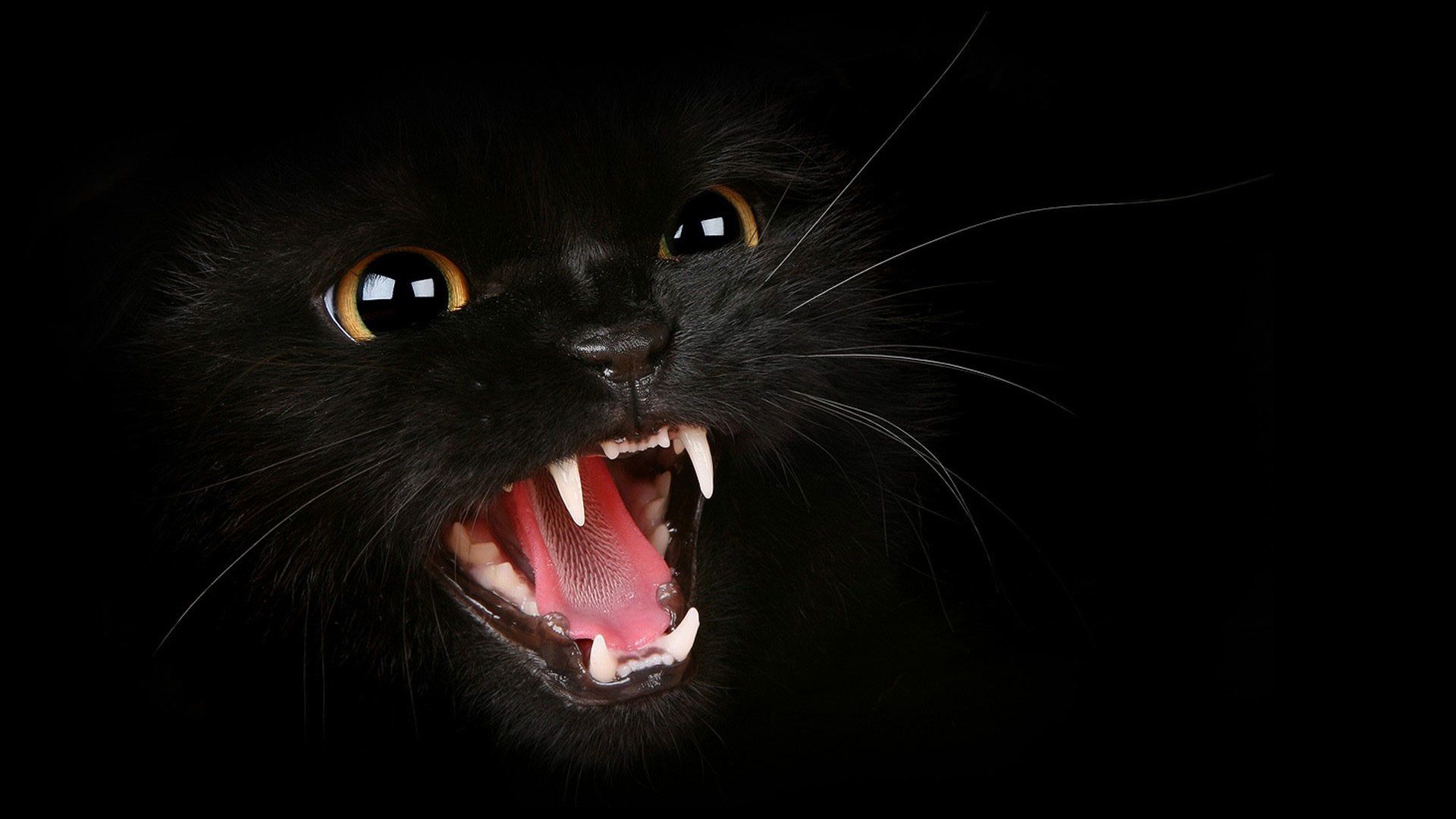 Gatto nero che ringhia, 1920x1080 Full HD, PC