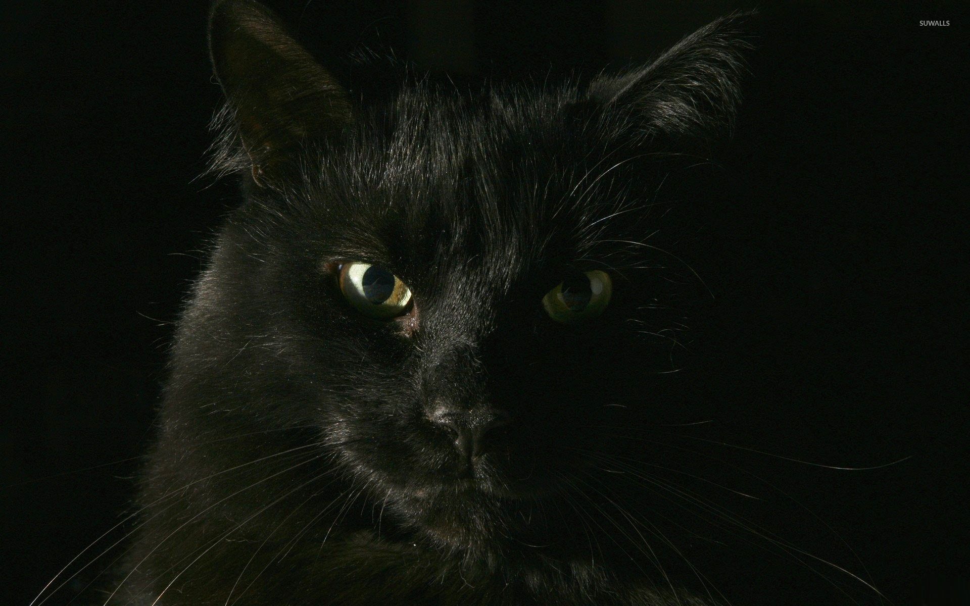 Gatto nero primo piano, 1920x1200 WUXGA, Desktop