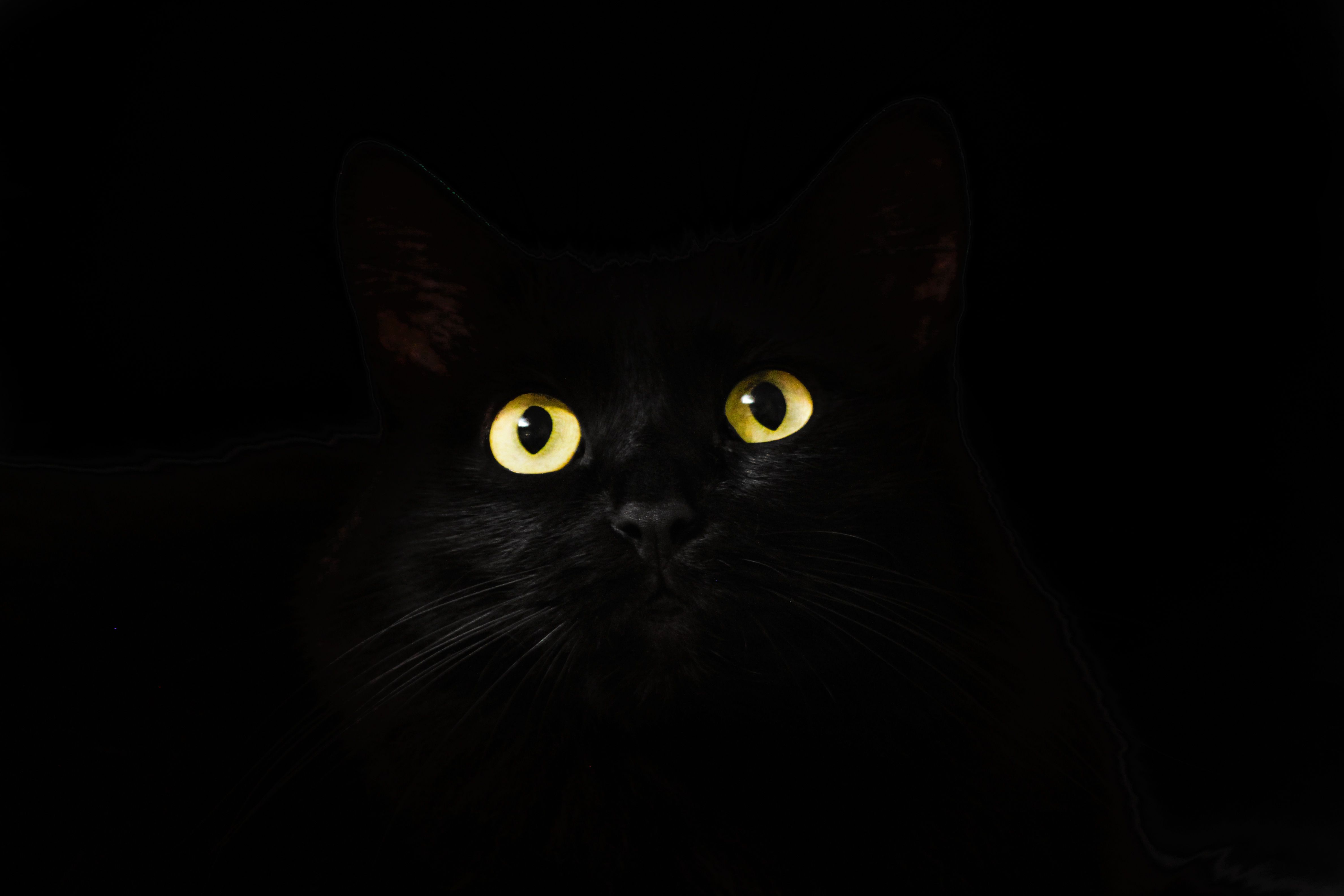 con Gatto Nero per Desktop, 4752x3168 UHD, Monitor Gaming
