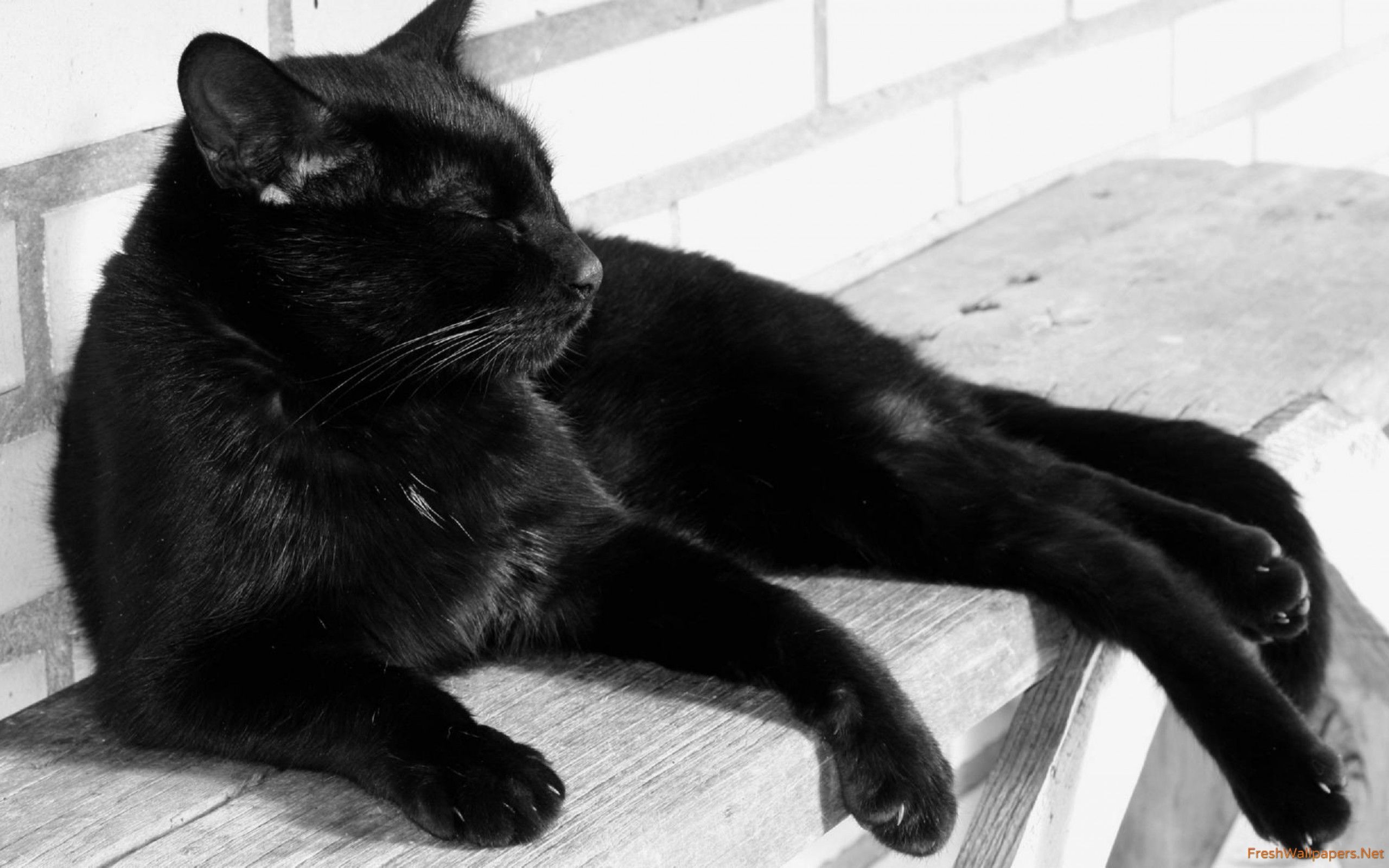 Gatto nero sdraiato panchina, 2560x1600 WQXGA, PC Desktop