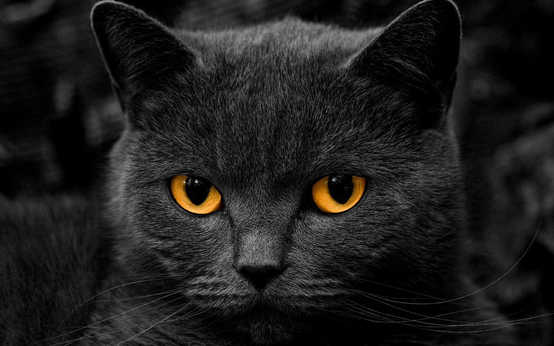 Gatto nero occhi gialli, 1920x1200 Full HD+ WUXGA, Monitor Gaming