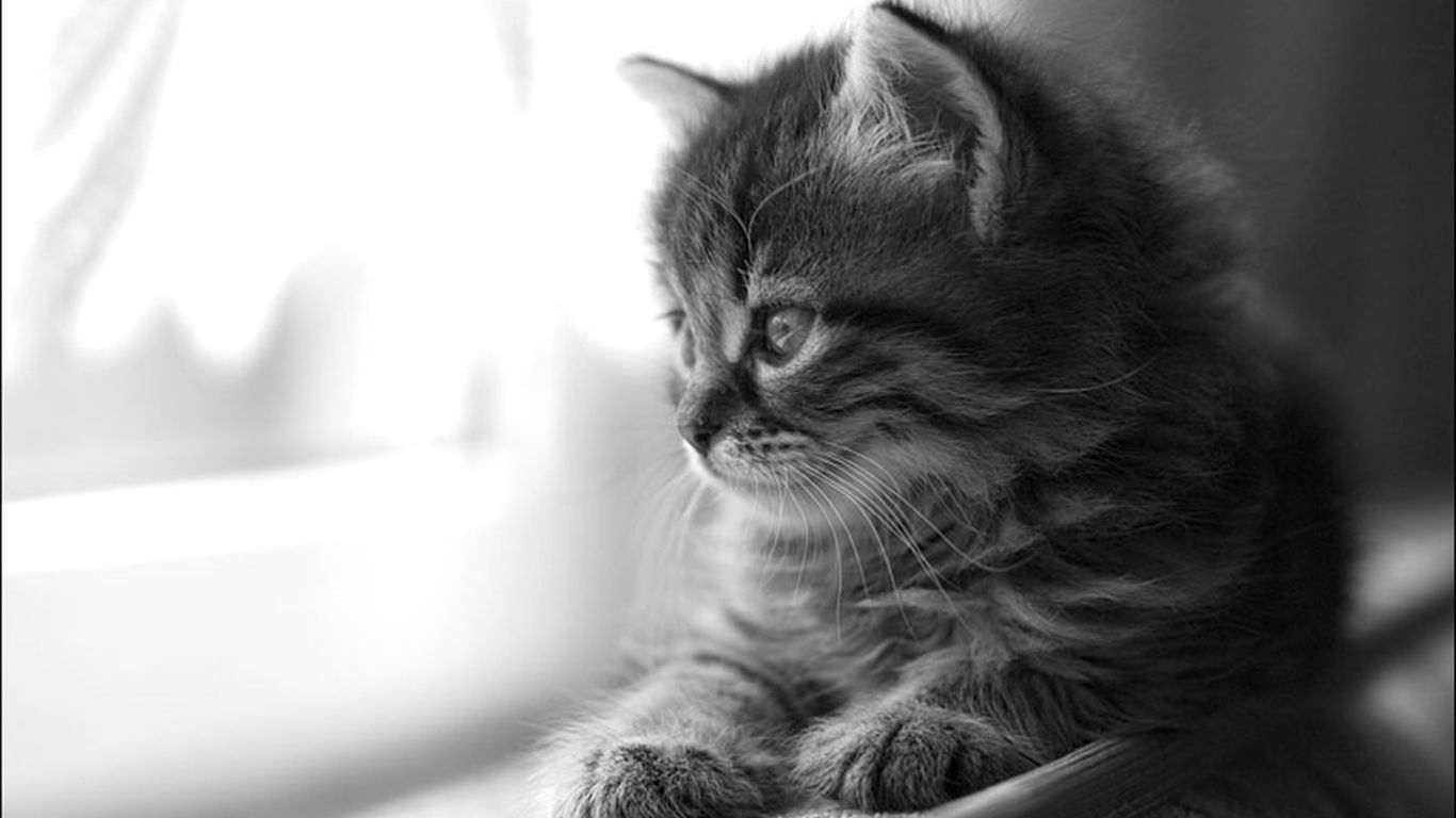 Gattino grigio in bianco e nero, 1366x768 HD, PC Desktop