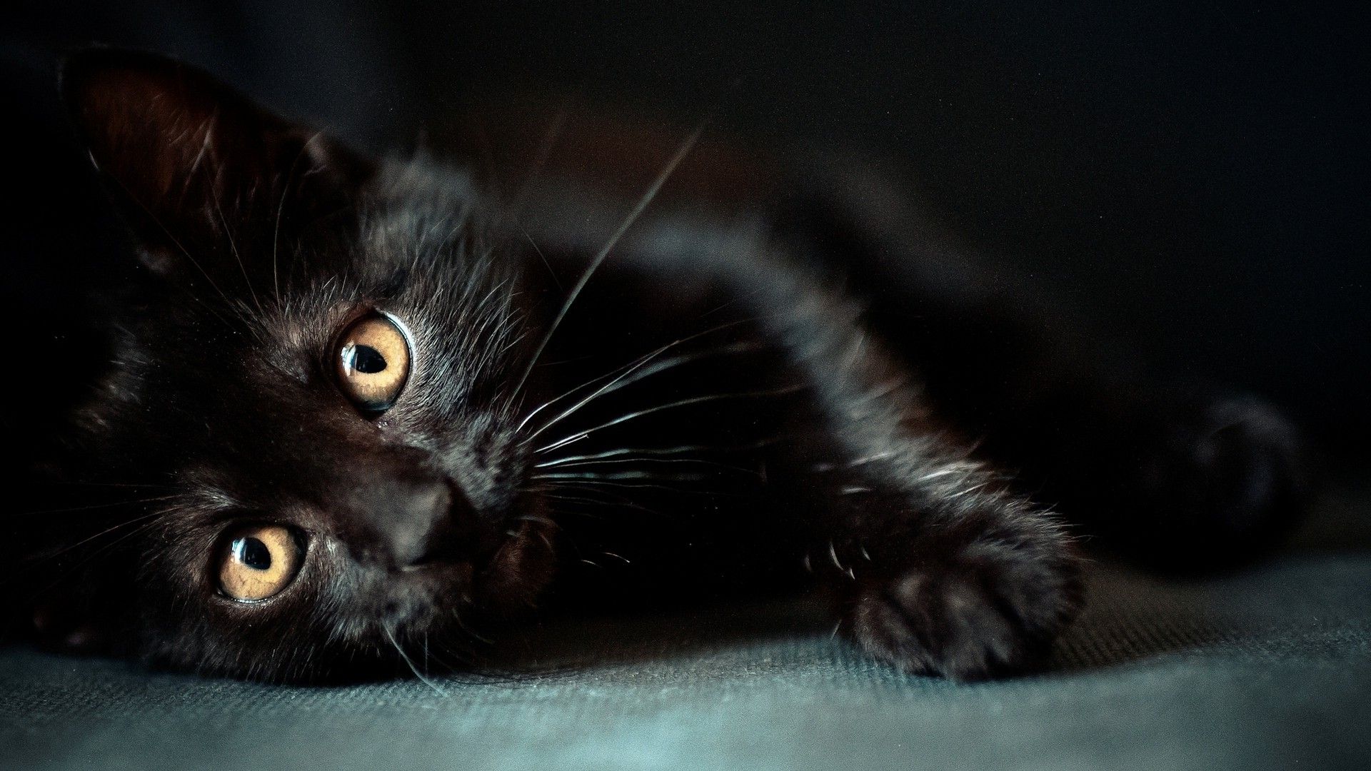 Gatto nero sdraiato, 1920x1080 1080p, PC