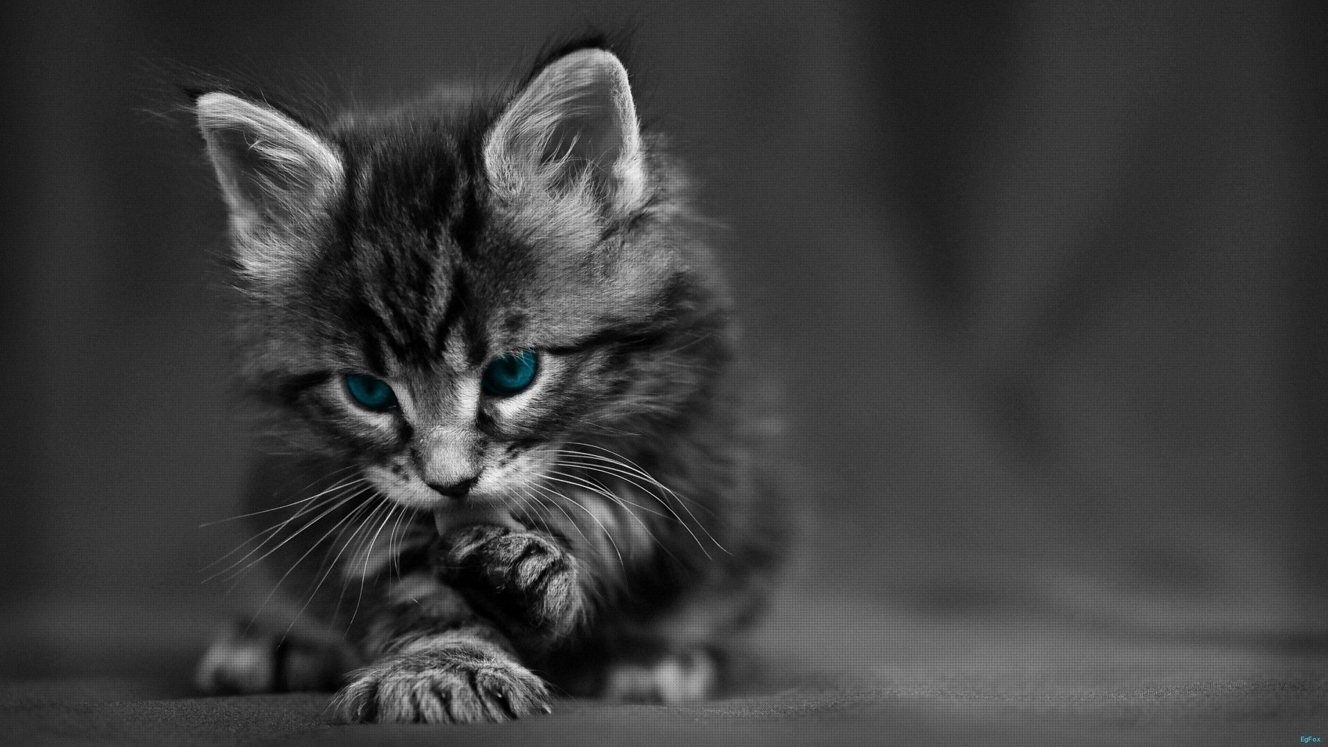 Gattino grigio bianco e nero, 1920x1080 Full HD 1080p, Desktop