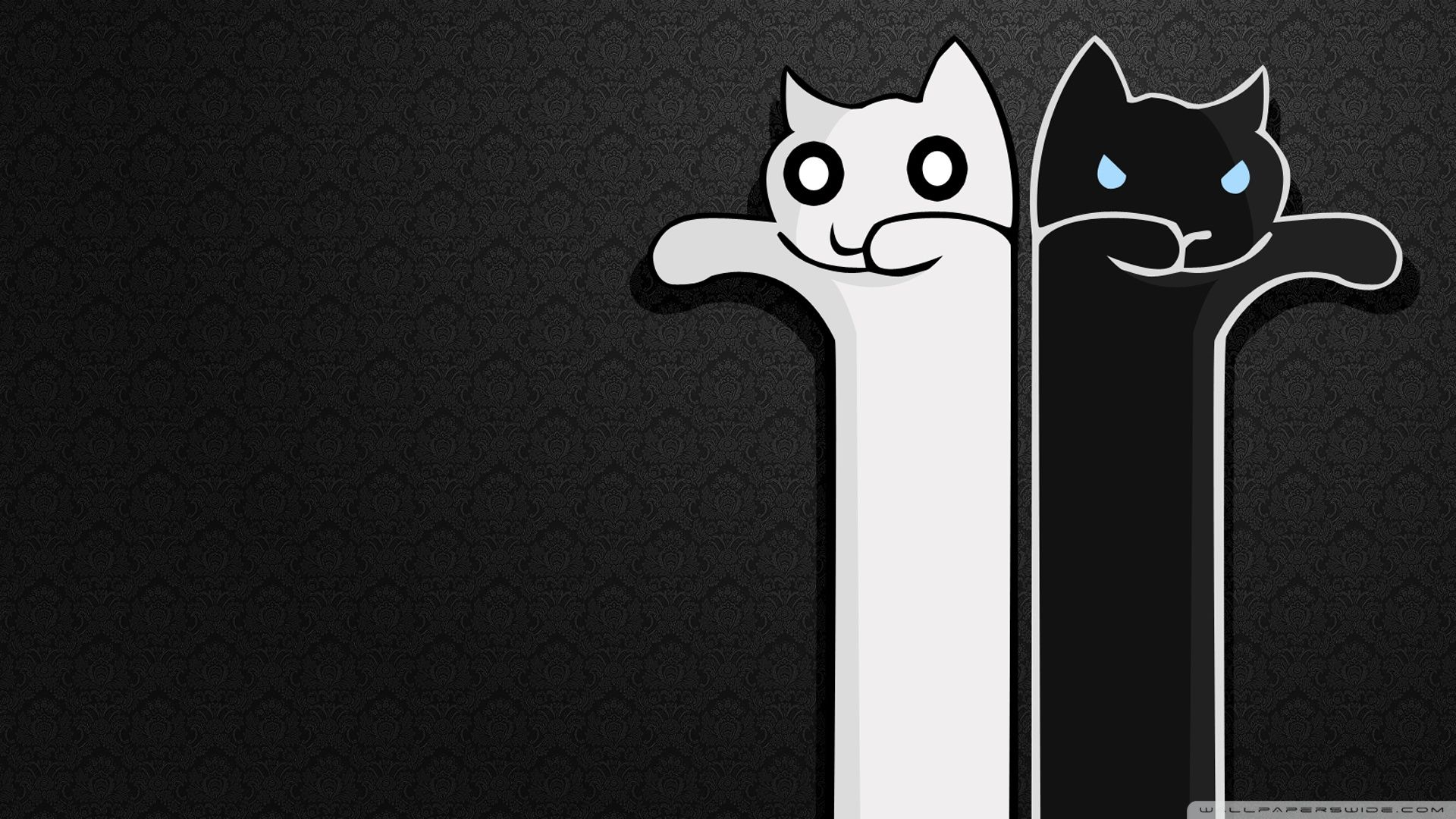 Gatto bianco e gatto nero, 1920x1080 Full HD 1080p, Desktop