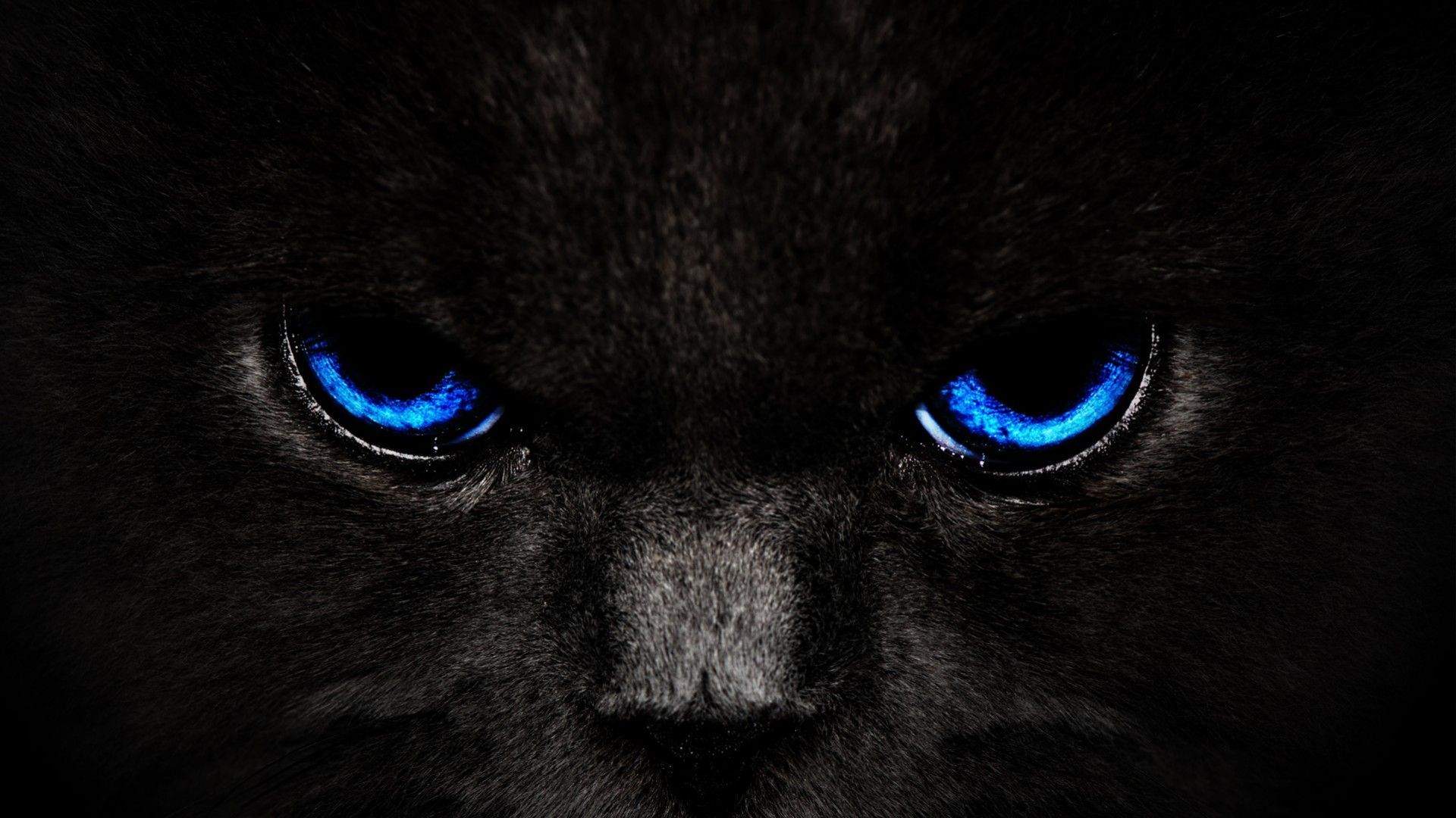 Gatto nero occhi blu, 1920x1080 Full HD, PC Desktop