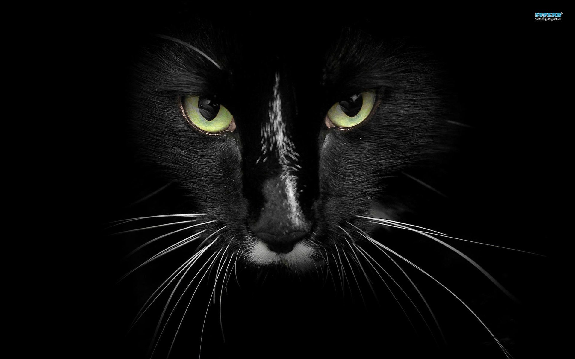 Gatto nero occhi verdi, 1920x1200 Full HD+, Monitor Gaming