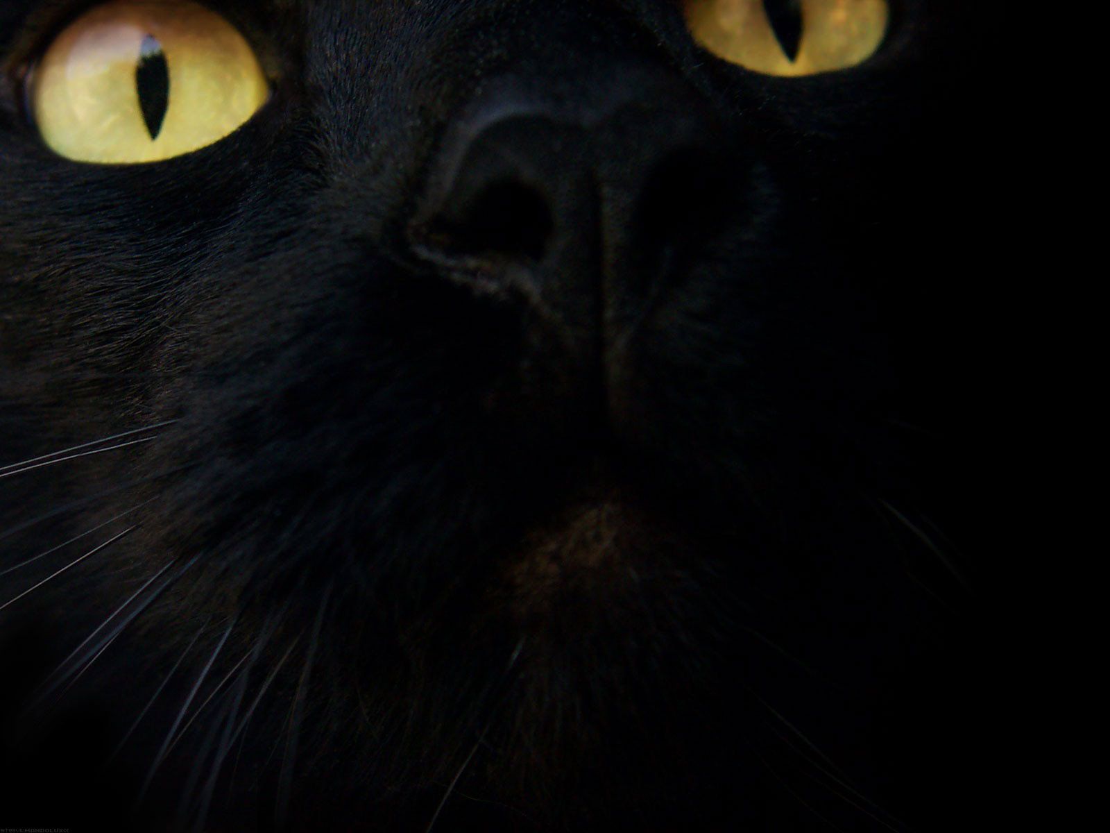 Occhi gatto nero primo piano, 1600x1200 HD Ready, PC