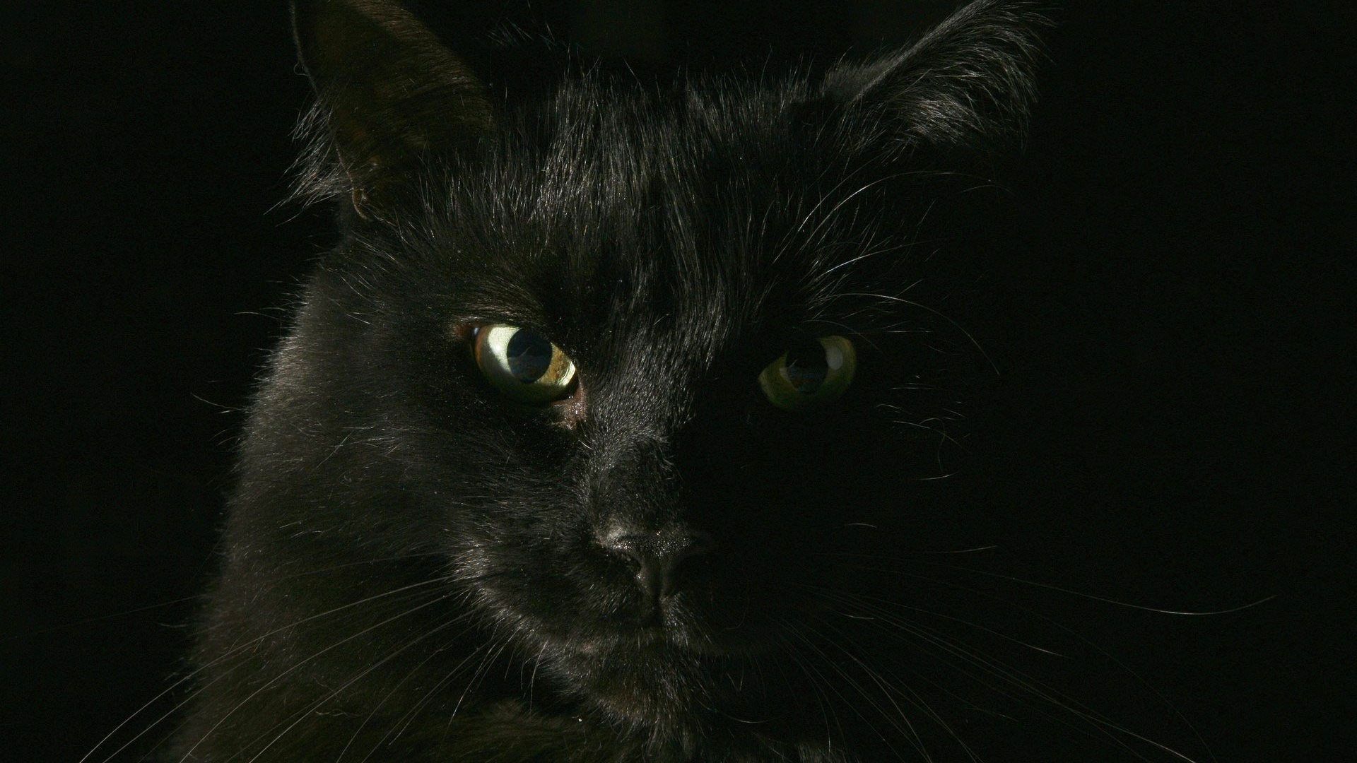 Gatto nero primo piano, 1920x1080 Full HD 1080p, PC