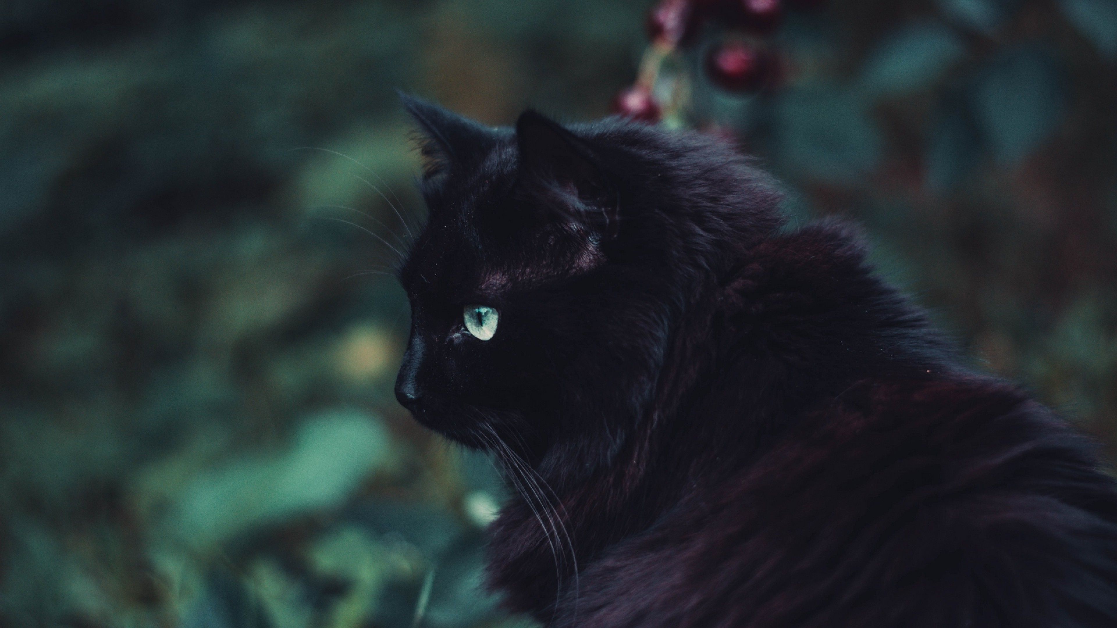 Gatto nero occhi verdi, 3840x2160 4K, PC Desktop