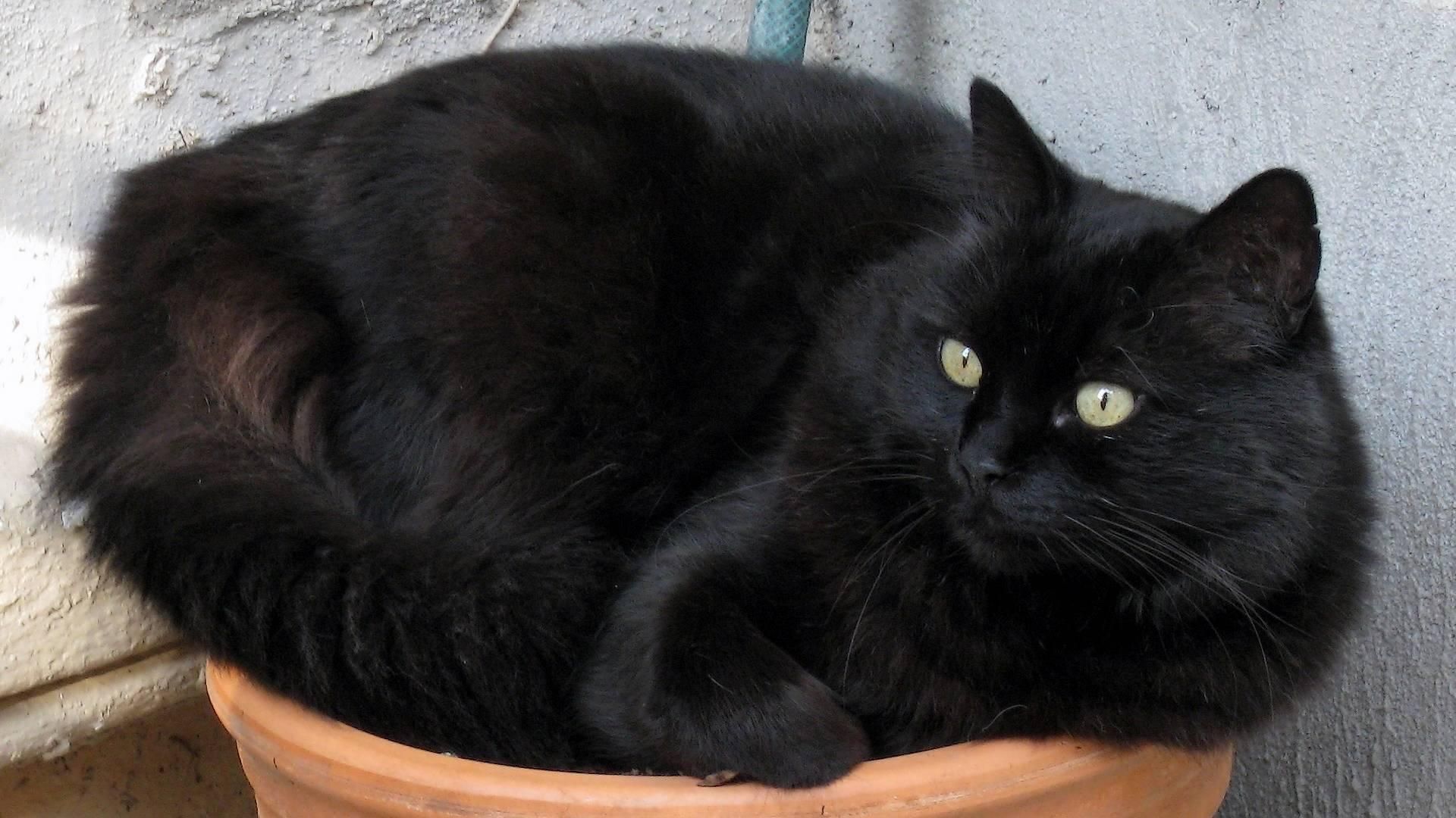 Gatto nero in vaso, 1920x1080 Full HD, PC
