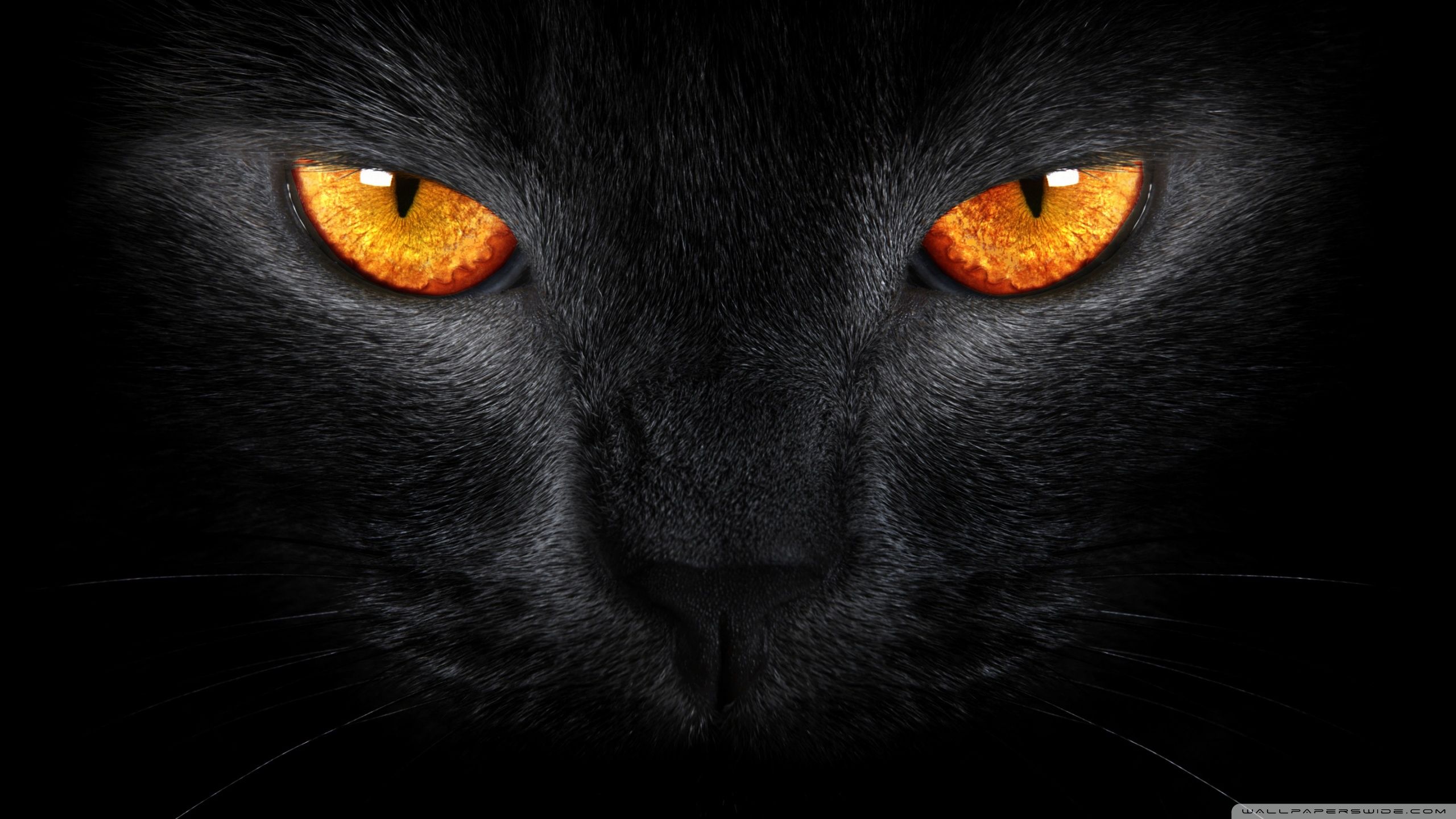 Gatto nero occhi arancioni, 2560x1440 QHD, PC