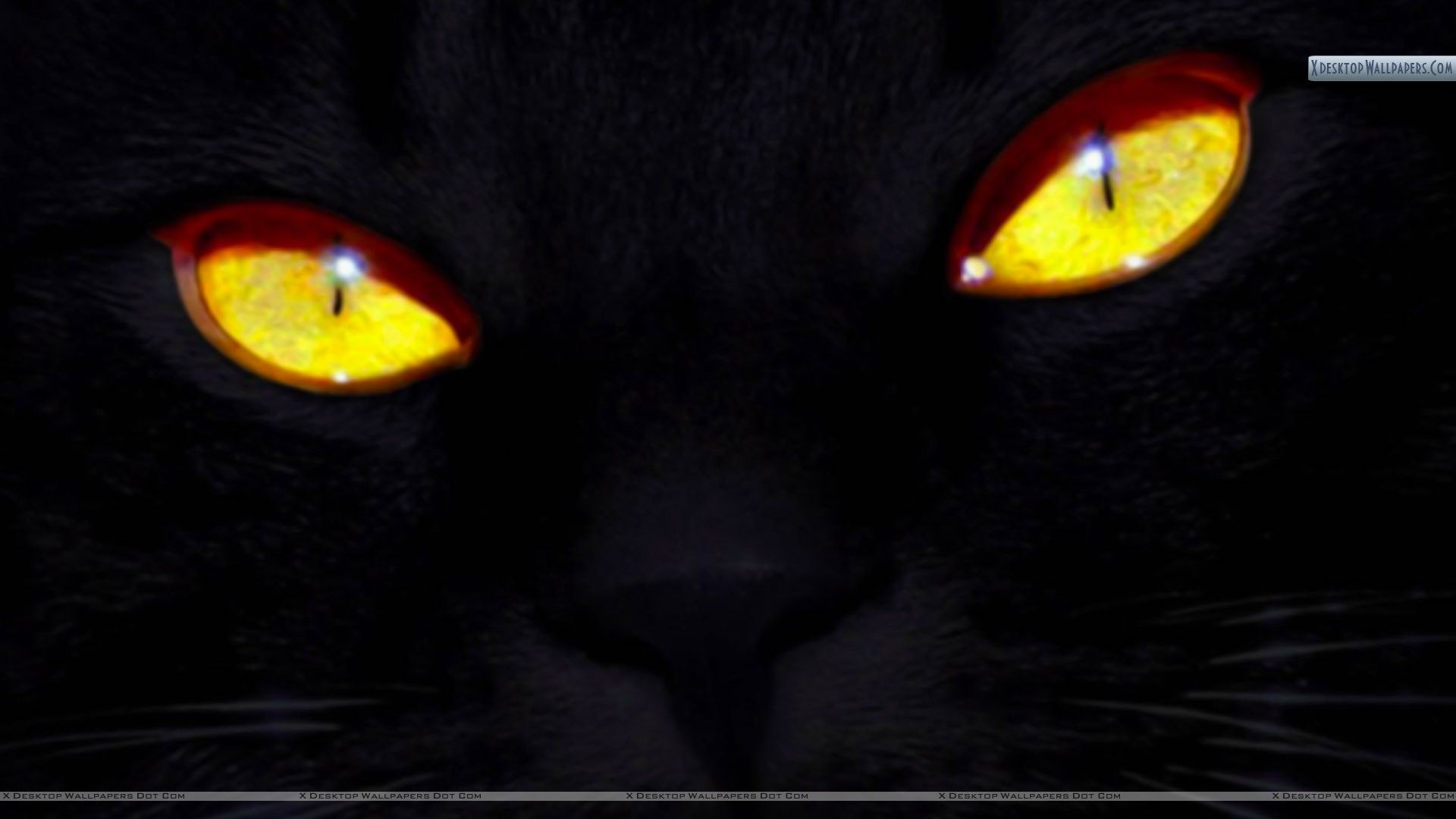 Occhi gatto nero gialli, 1920x1080 Full HD 1080p, PC Desktop
