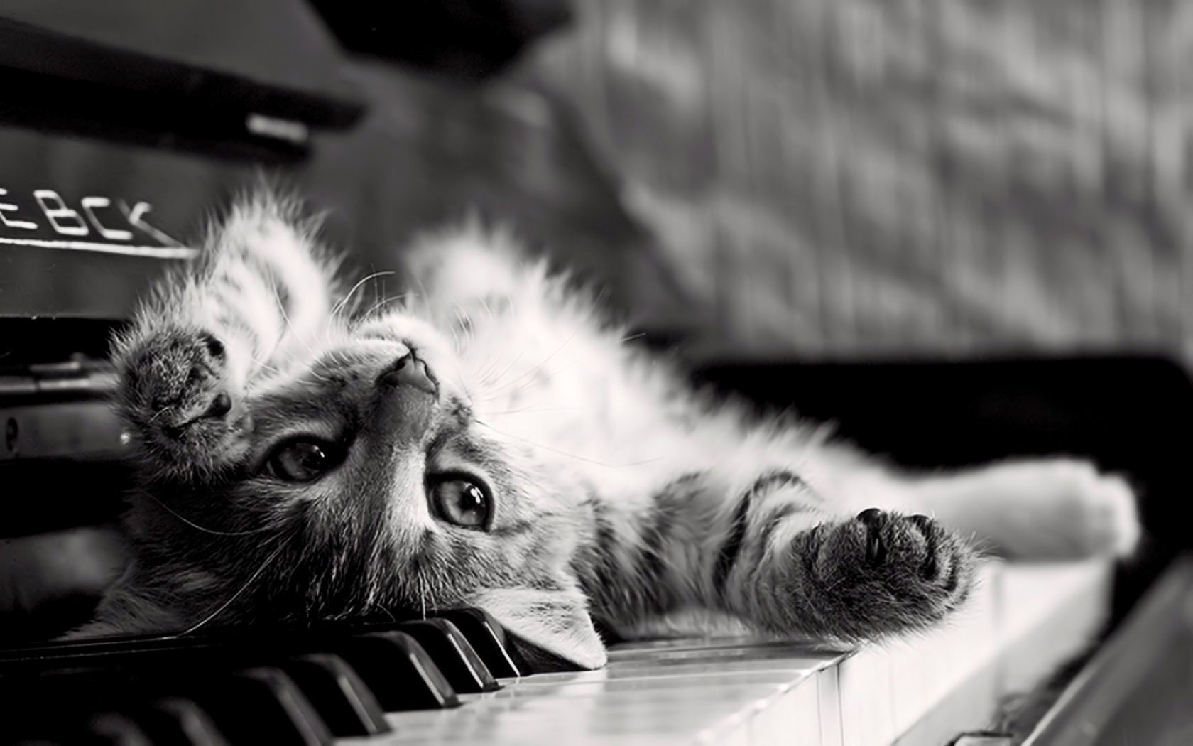 Gattino sdraiato su pianoforte, 1680x1050 900p, PC