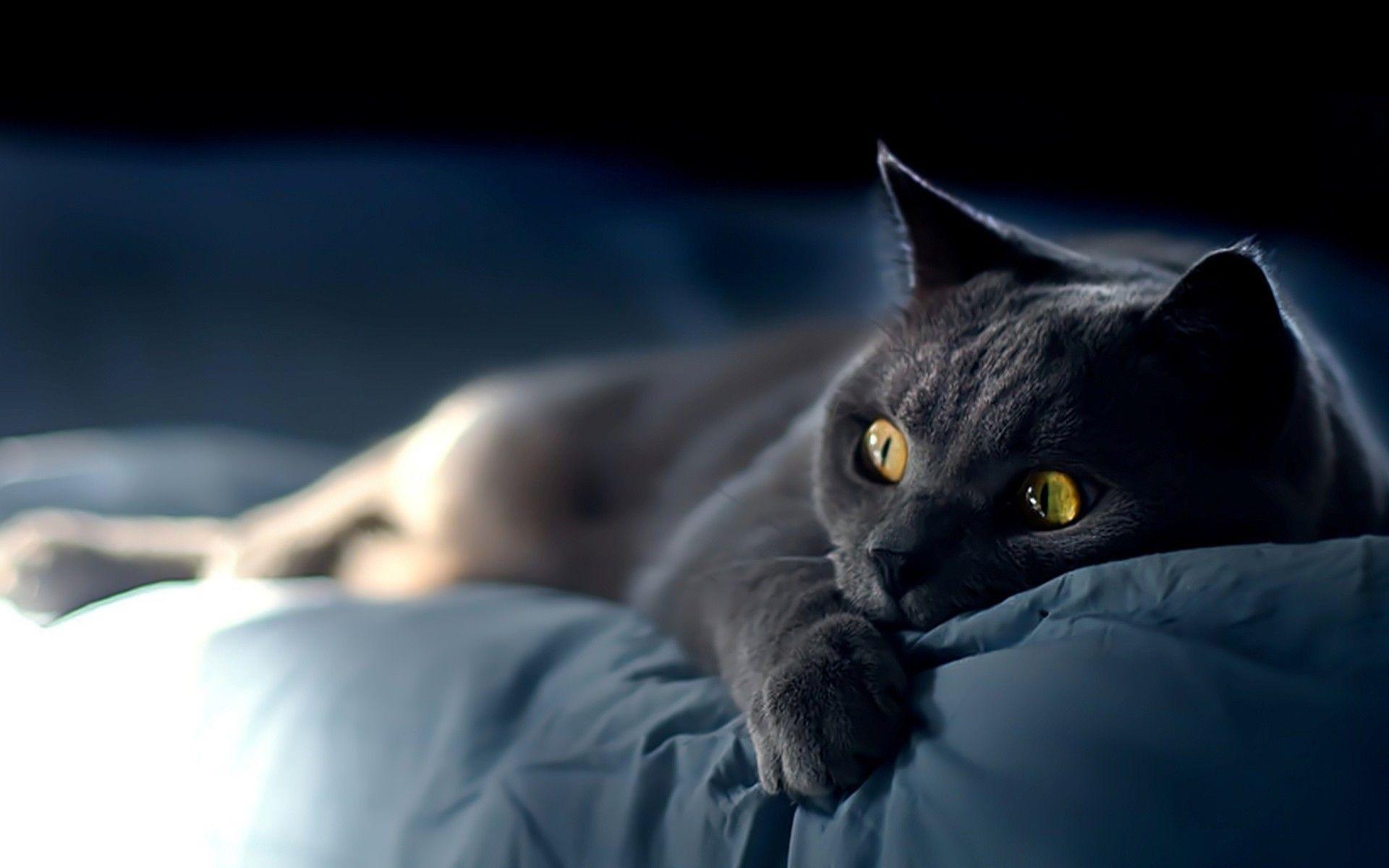 Gatto grigio sdraiato su cuscino, 1920x1200 Full HD+ WUXGA, Desktop