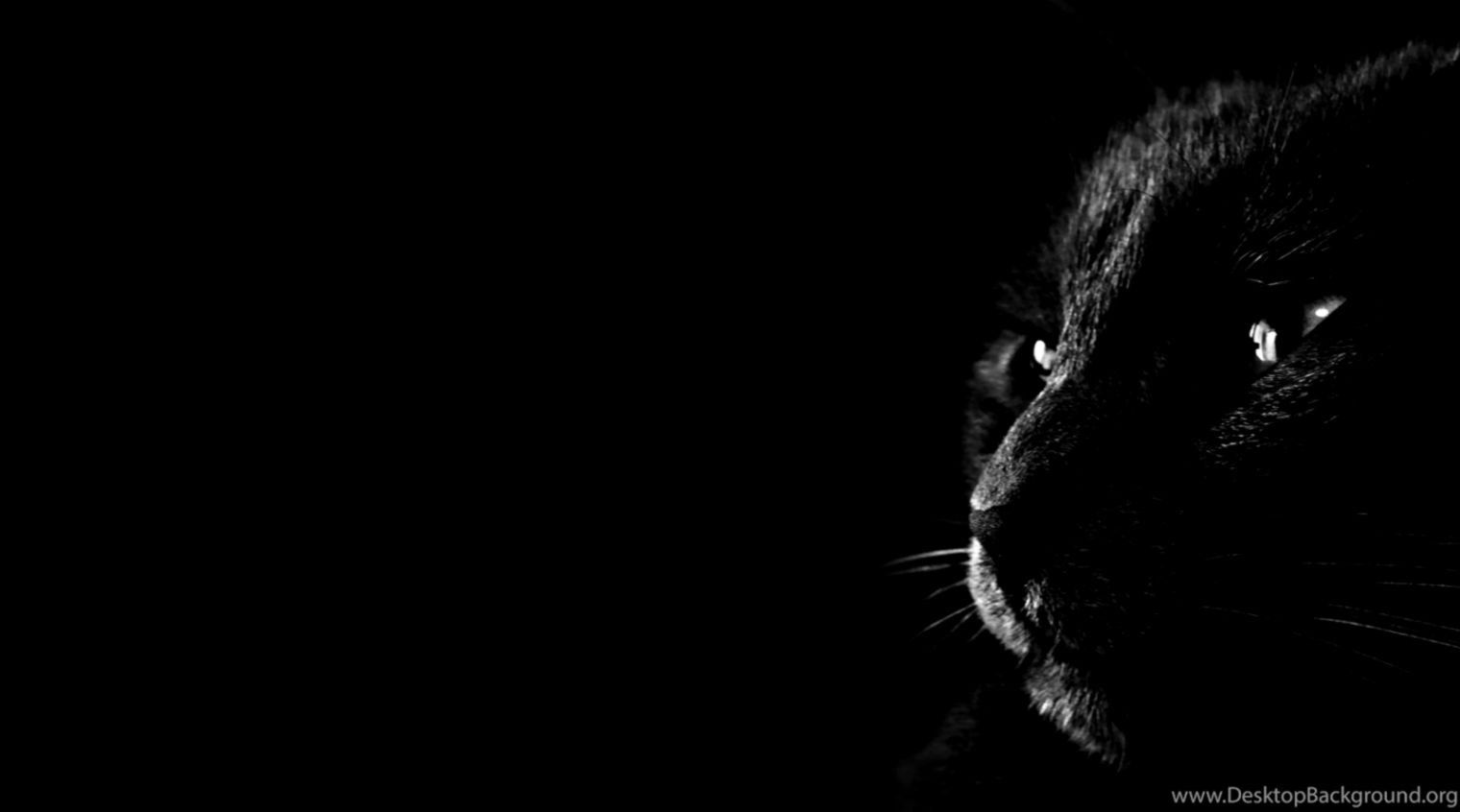Gatto nero profilo scuro, 1520x846 720p, PC