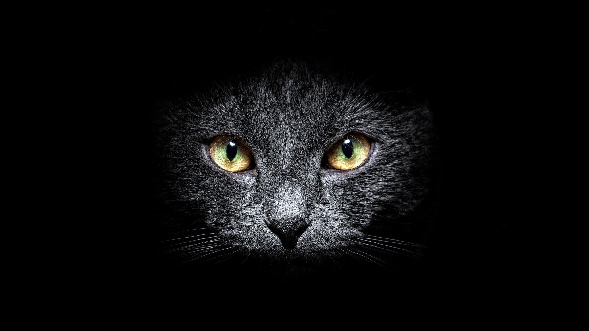 Gatto nero occhi gialli buio, 1920x1080 1080p, PC