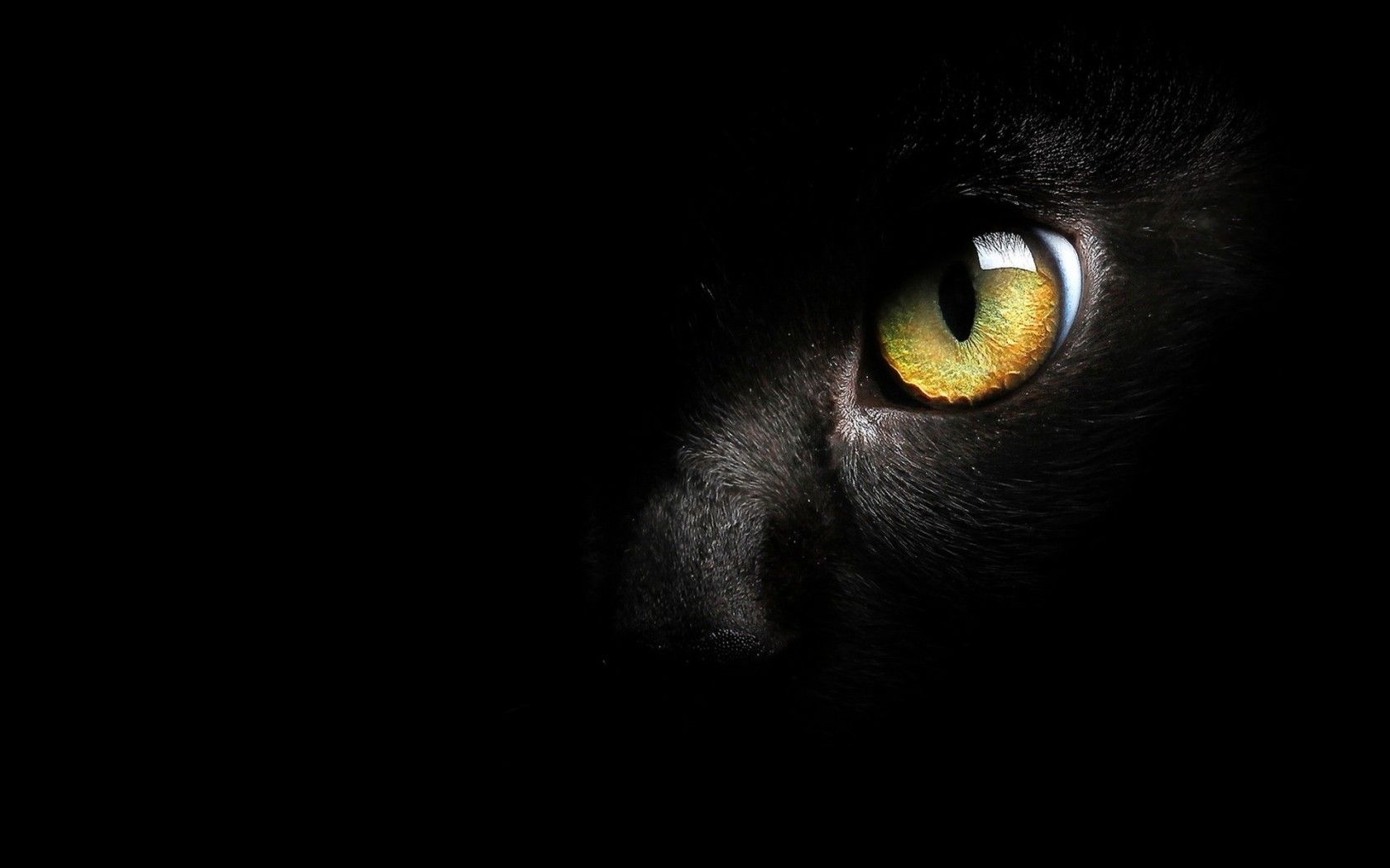 Occhio di gatto nero, 1680x1050 HD, PC