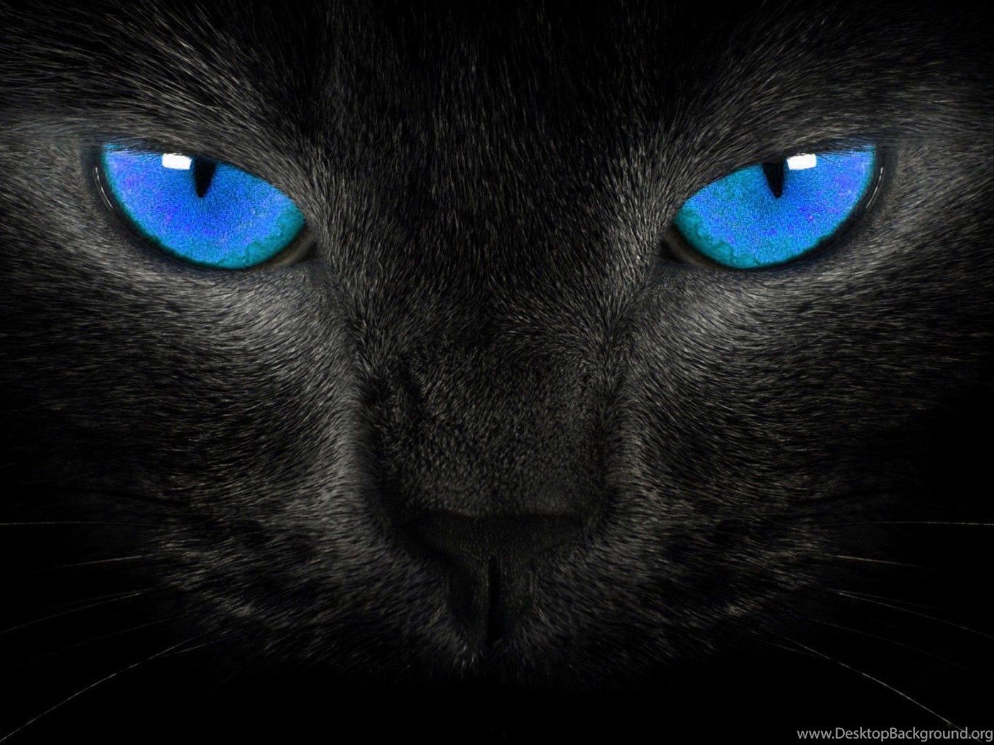 Gatto nero occhi blu, 1400x1050 HD, Desktop