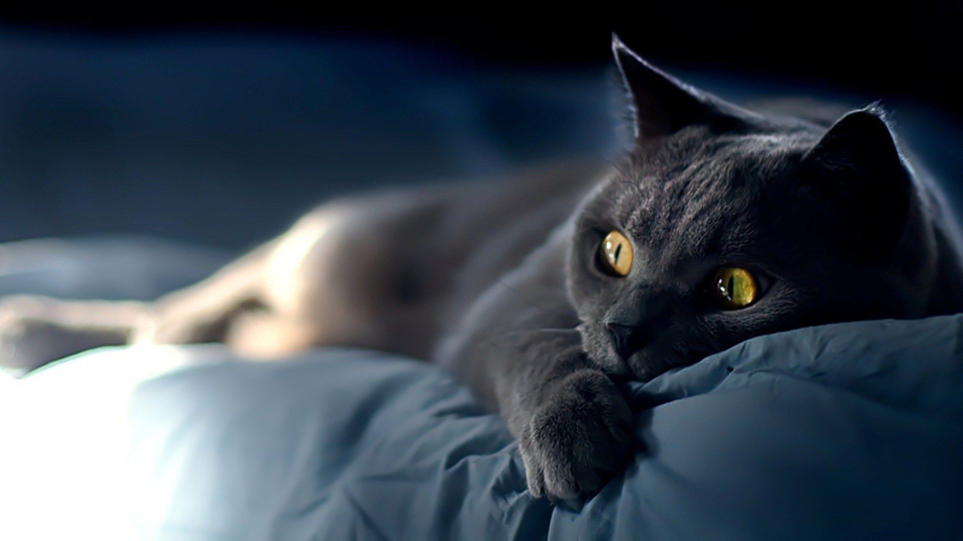 Gatto nero sdraiato su letto, 1920x1080 Full HD 1080p, Monitor Gaming