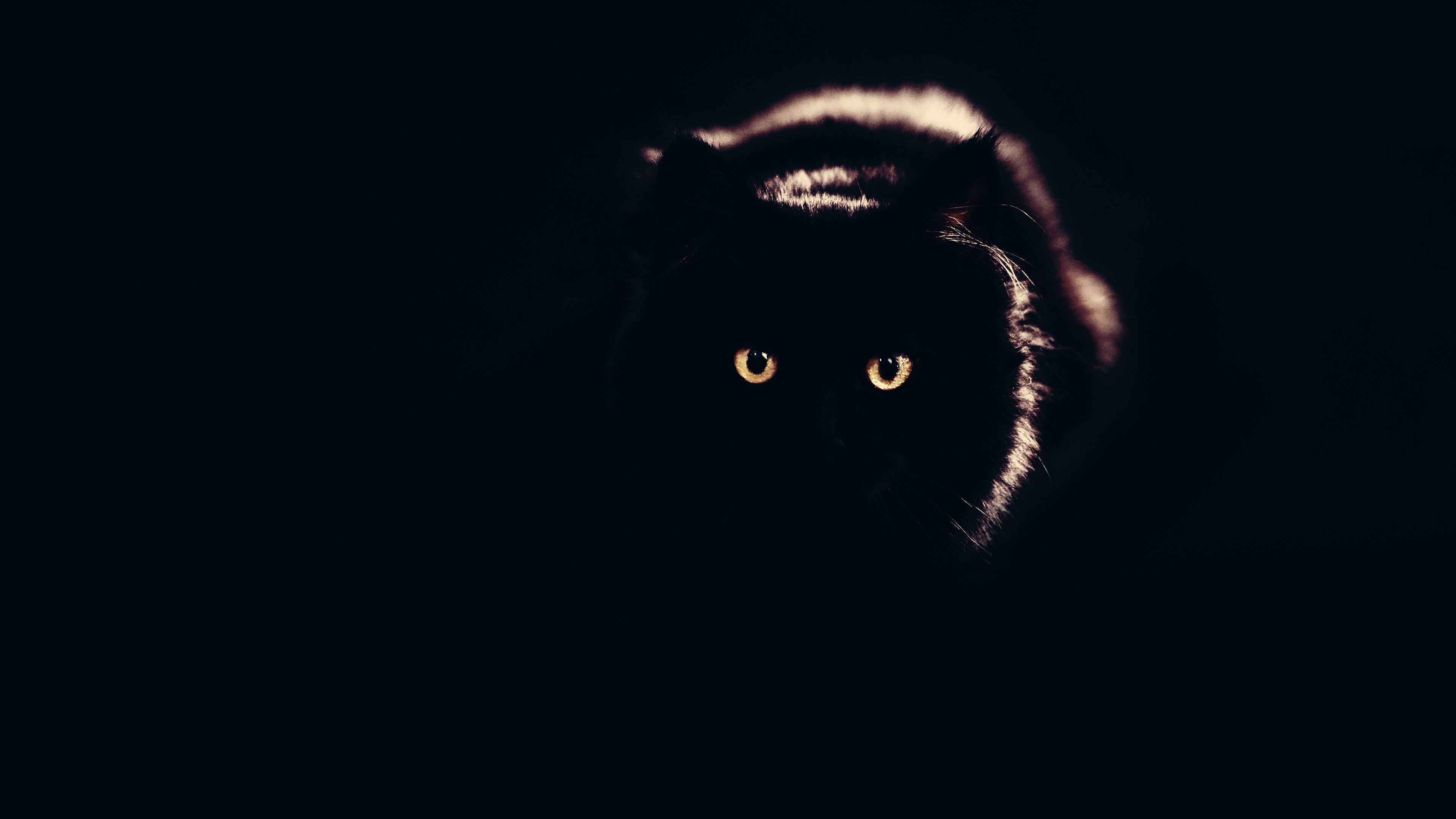Gatto nero occhi luminosi buio, 3840x2160 Ultra HD, PC