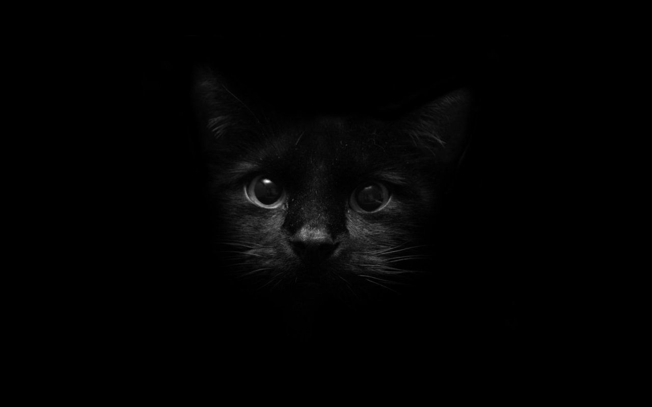 Gatto nero occhi luminosi buio, 1280x800 HD, PC Desktop
