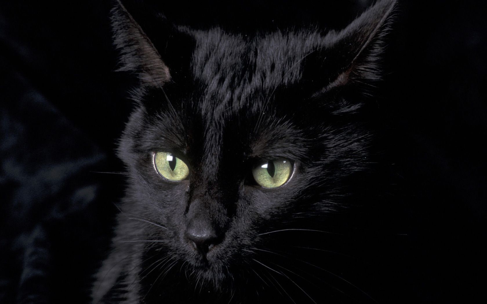 Gatto nero occhi verdi, 1680x1050 HD Ready, Desktop