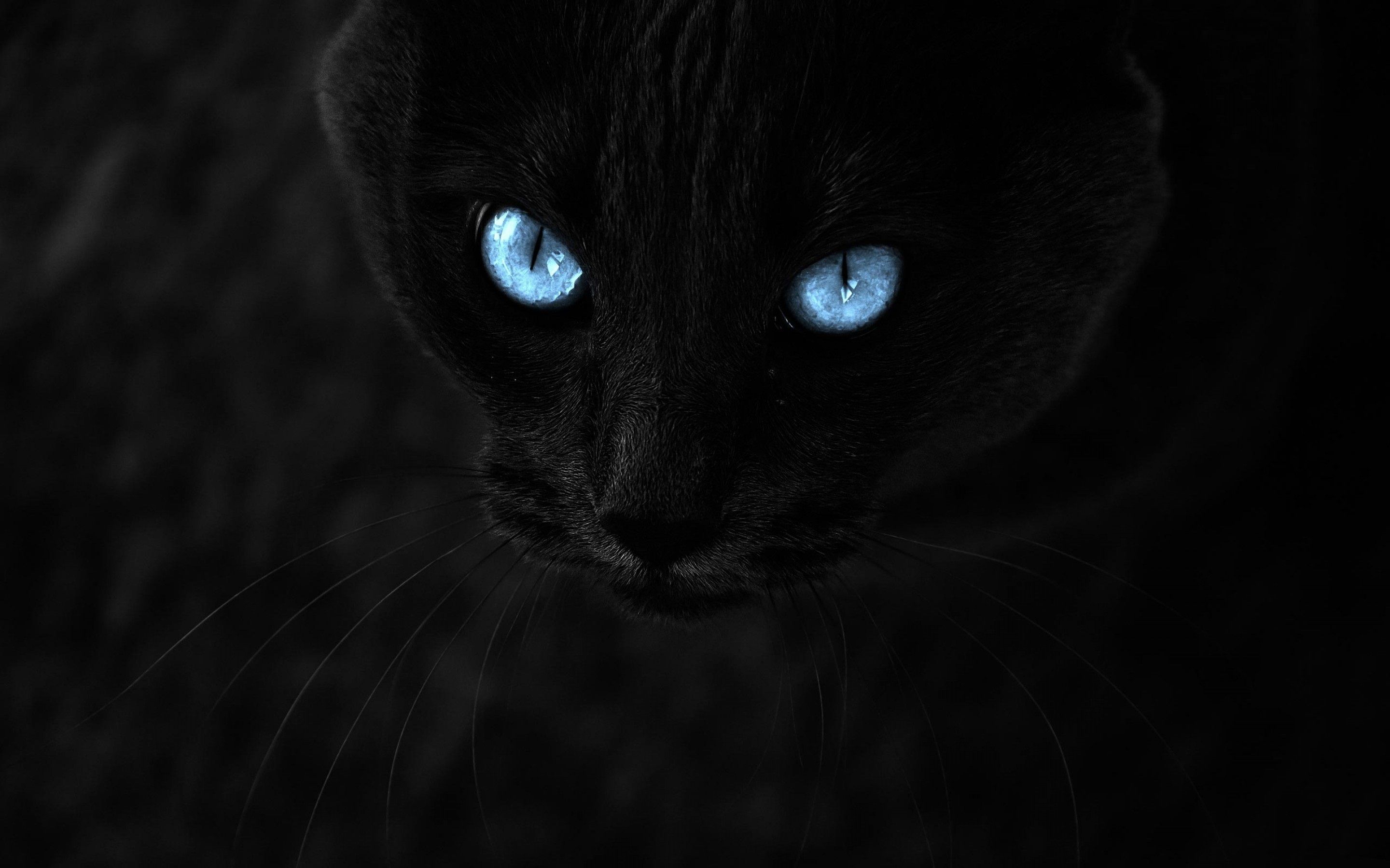 Gatto nero occhi azzurri, 2880x1800 2K+, PC Desktop