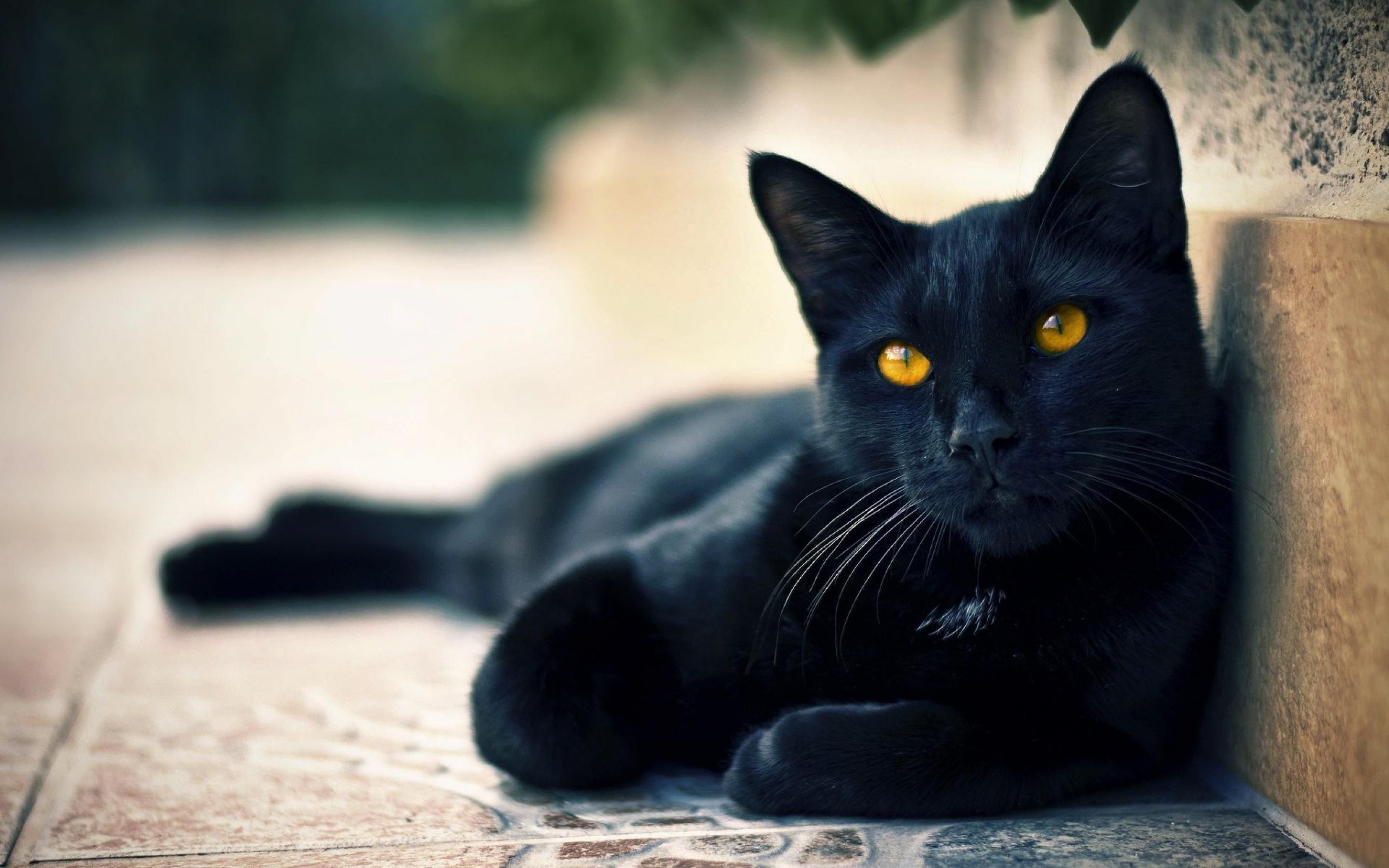 Gatto nero occhi gialli, 2880x1800 2K+, Monitor Gaming