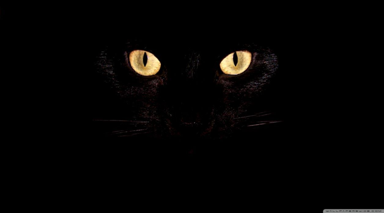 Gatto nero occhi gialli buio, 1256x698 HD, Desktop