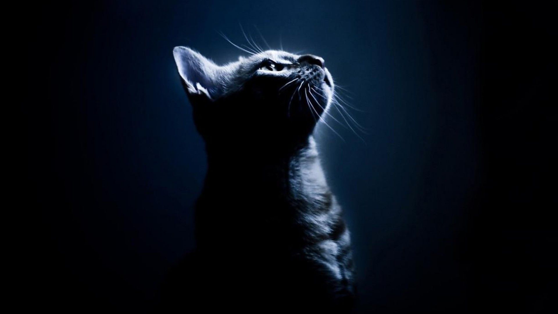 Silhouette gatto nero al buio, 1920x1080 1080p, Monitor Gaming