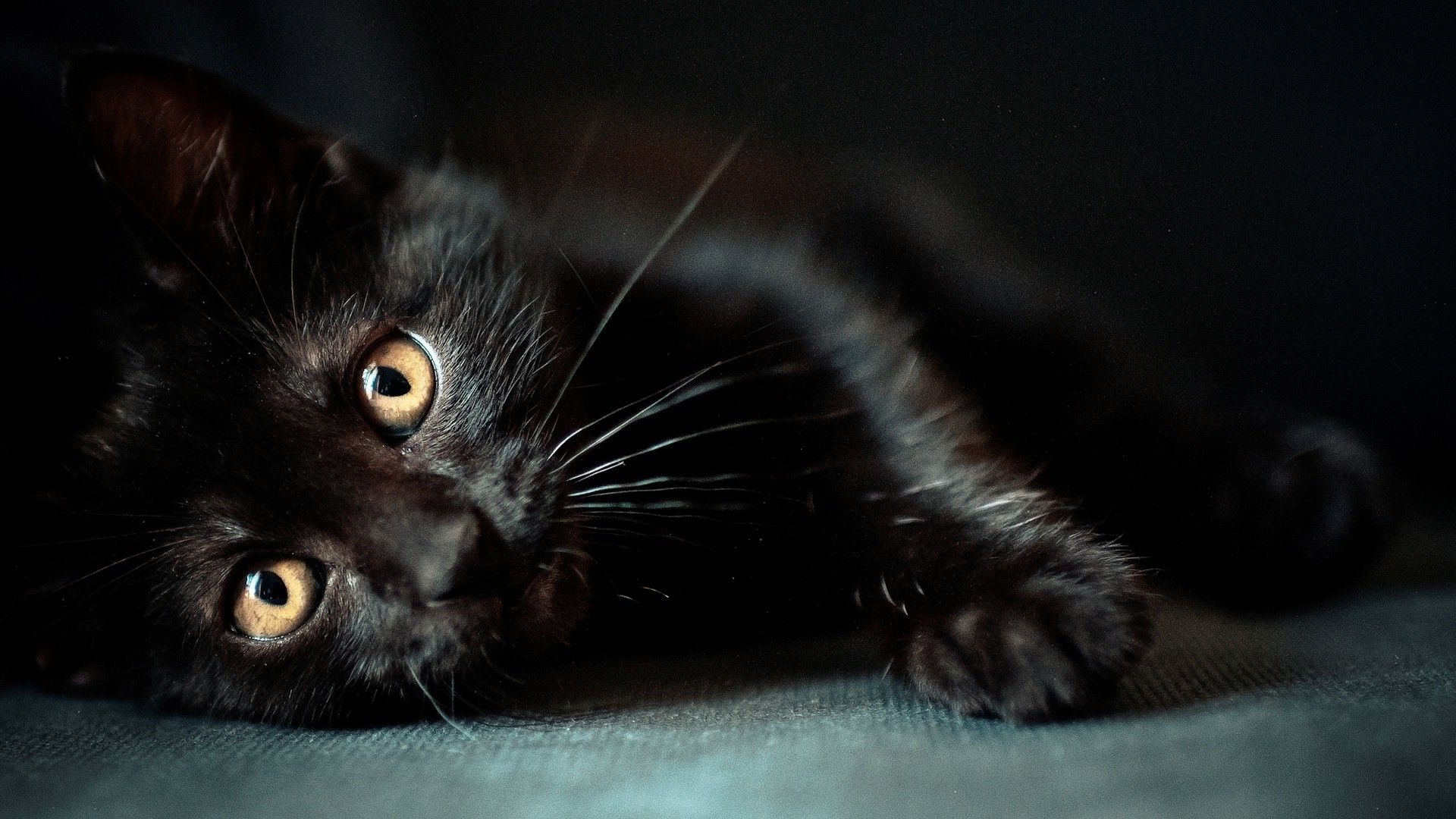 Gatto nero sdraiato, 1920x1080 1080p, Desktop
