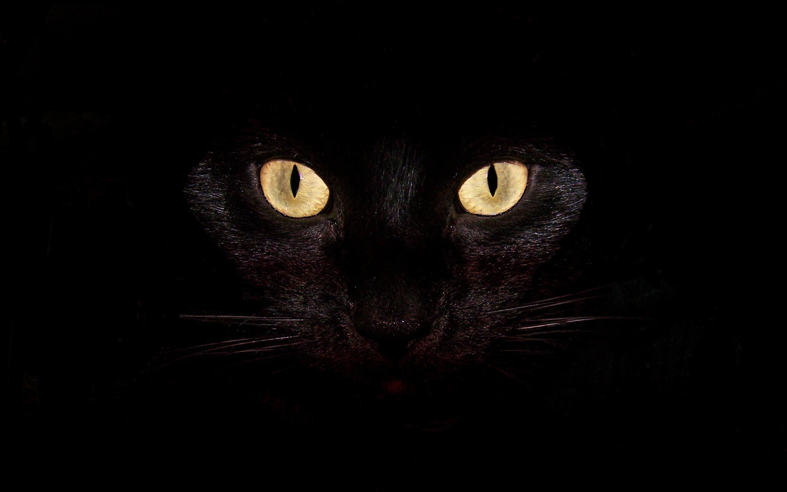 Occhi gatto nero nel buio, 2560x1600 WQXGA, Monitor Gaming