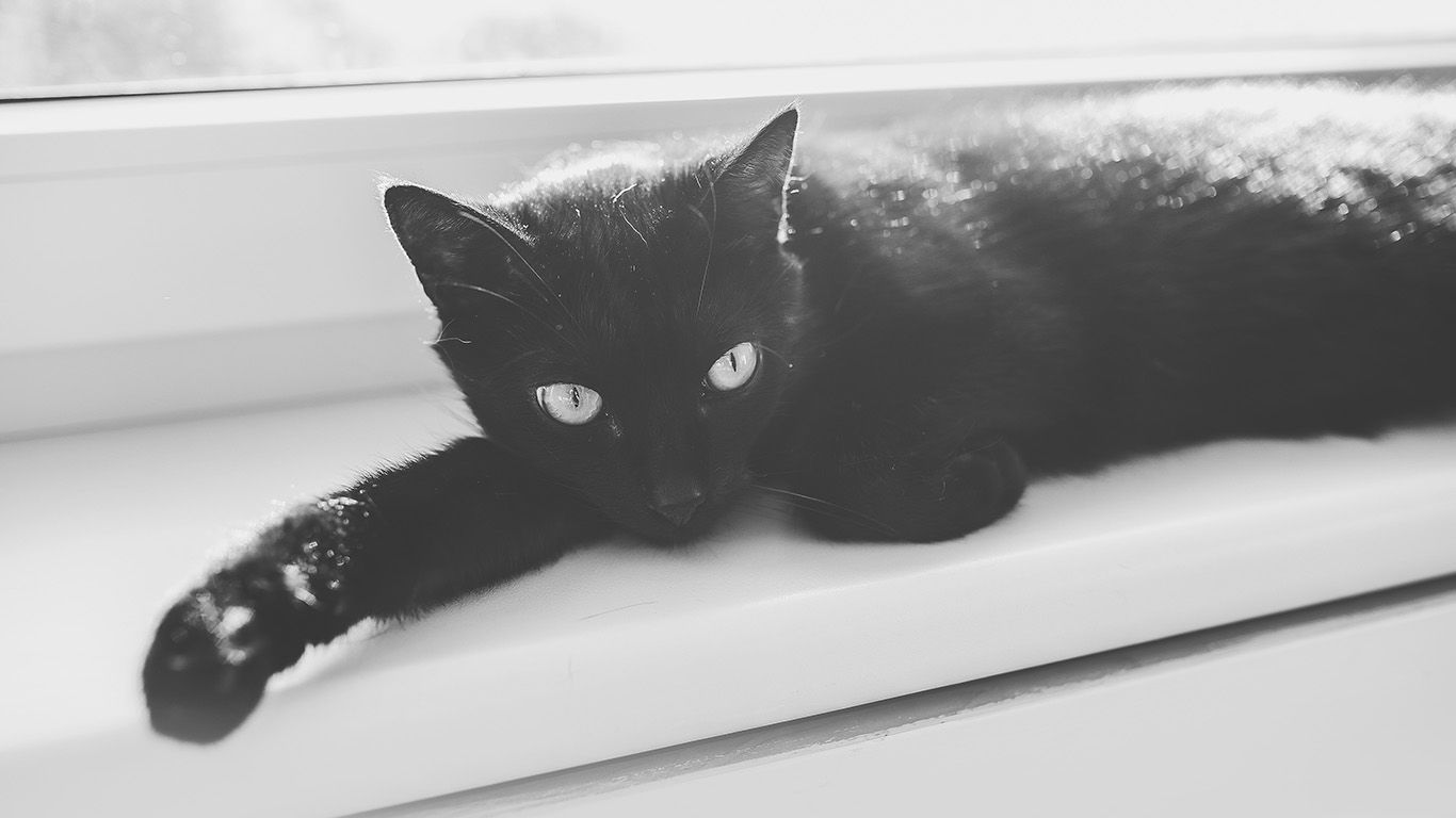 Gatto nero sdraiato bianco e nero, 1366x768 720p, Monitor Gaming