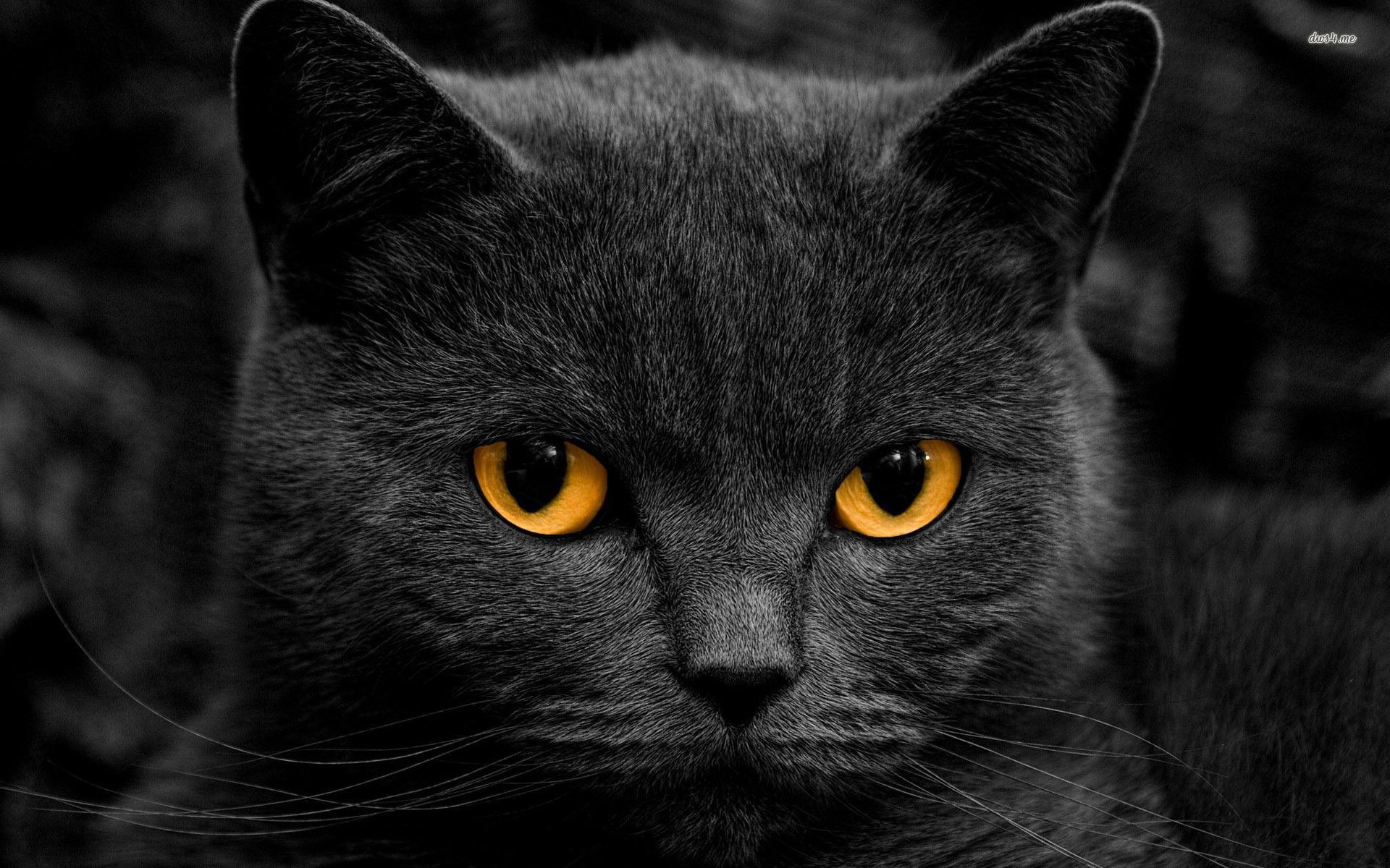 Gatto nero occhi gialli, 1920x1200 Full HD+, PC Desktop