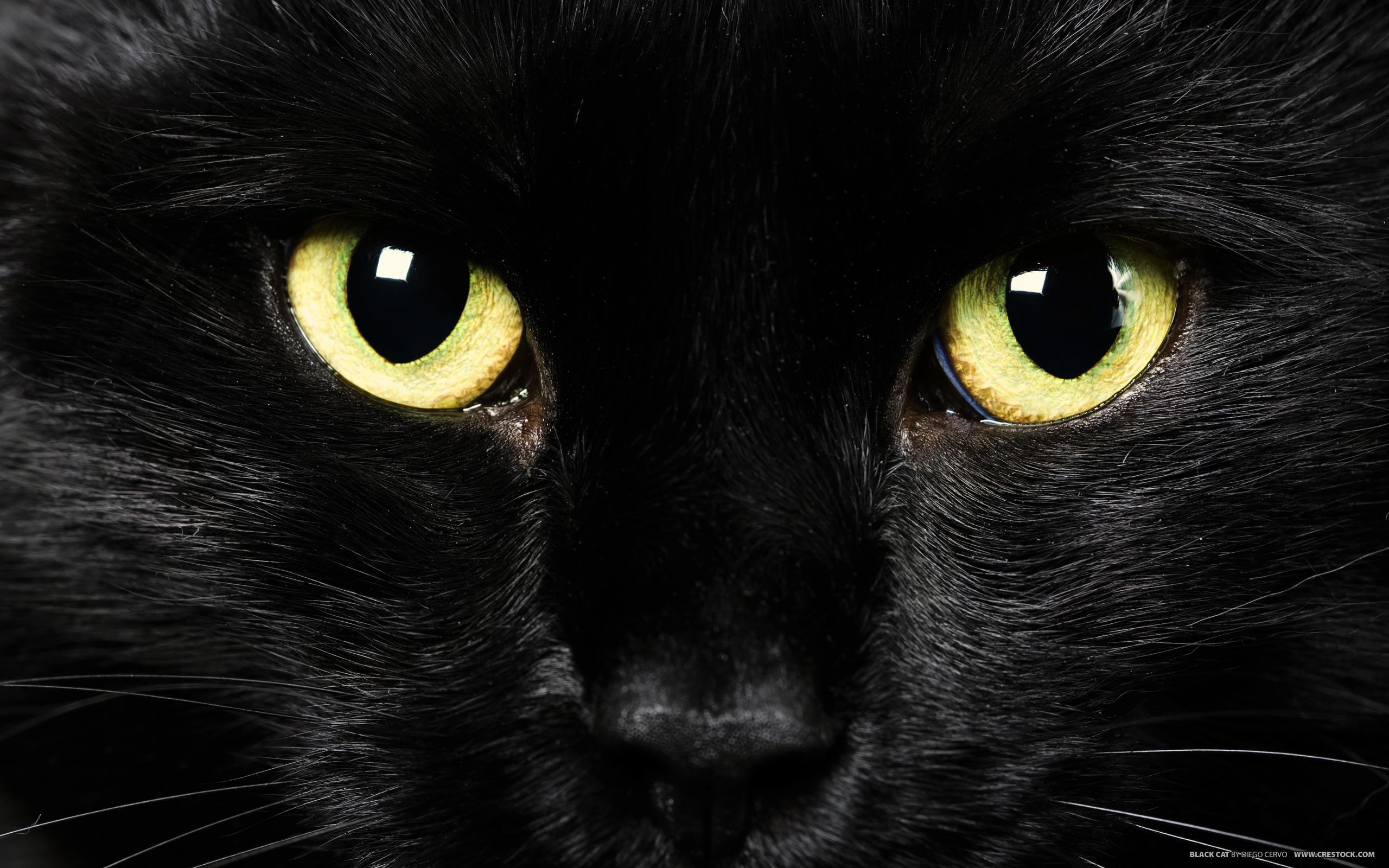 Occhi gatto nero primo piano, 2560x1600 2K+, PC