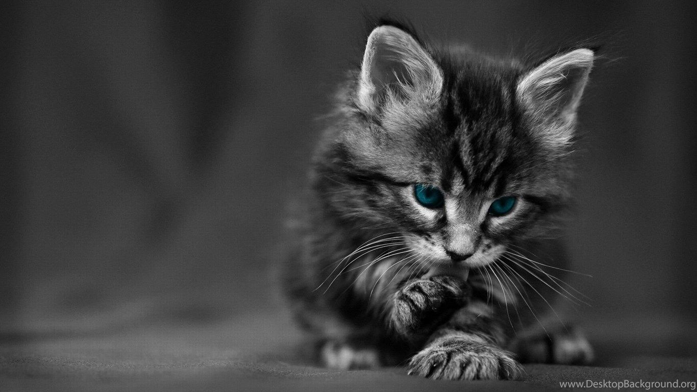Gattino grigio occhi verdi, 1366x768 HD, PC Desktop