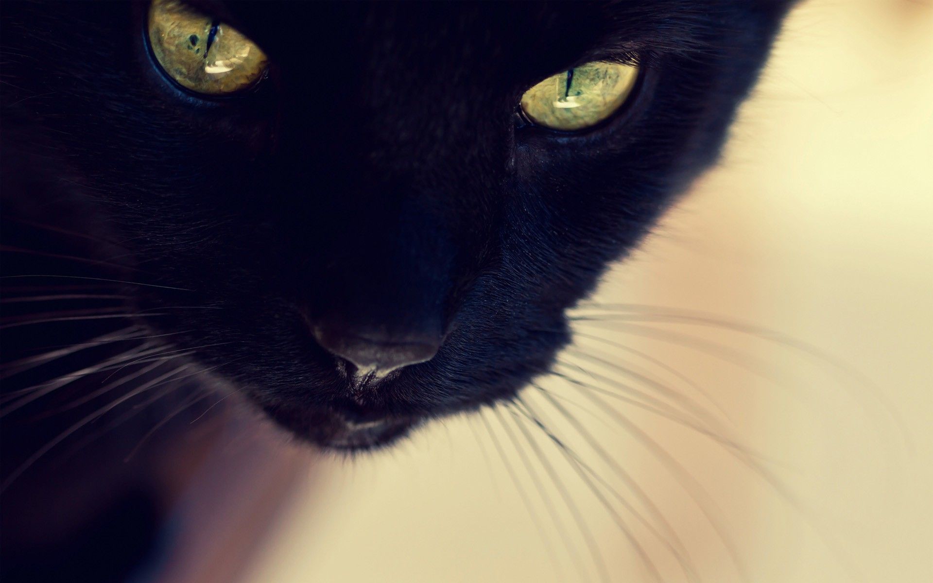 Gatto nero primo piano, 1920x1200 WUXGA, PC Desktop