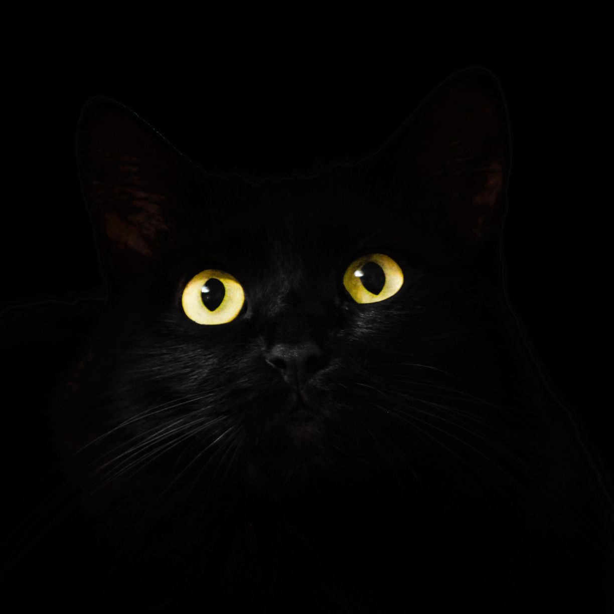Gatto nero occhi gialli, 1224x1224 HD, PC