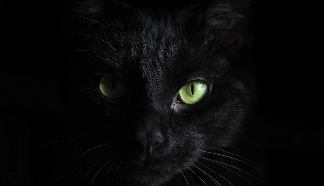 Gatto nero occhi verdi, 1336x768 HD, PC Desktop
