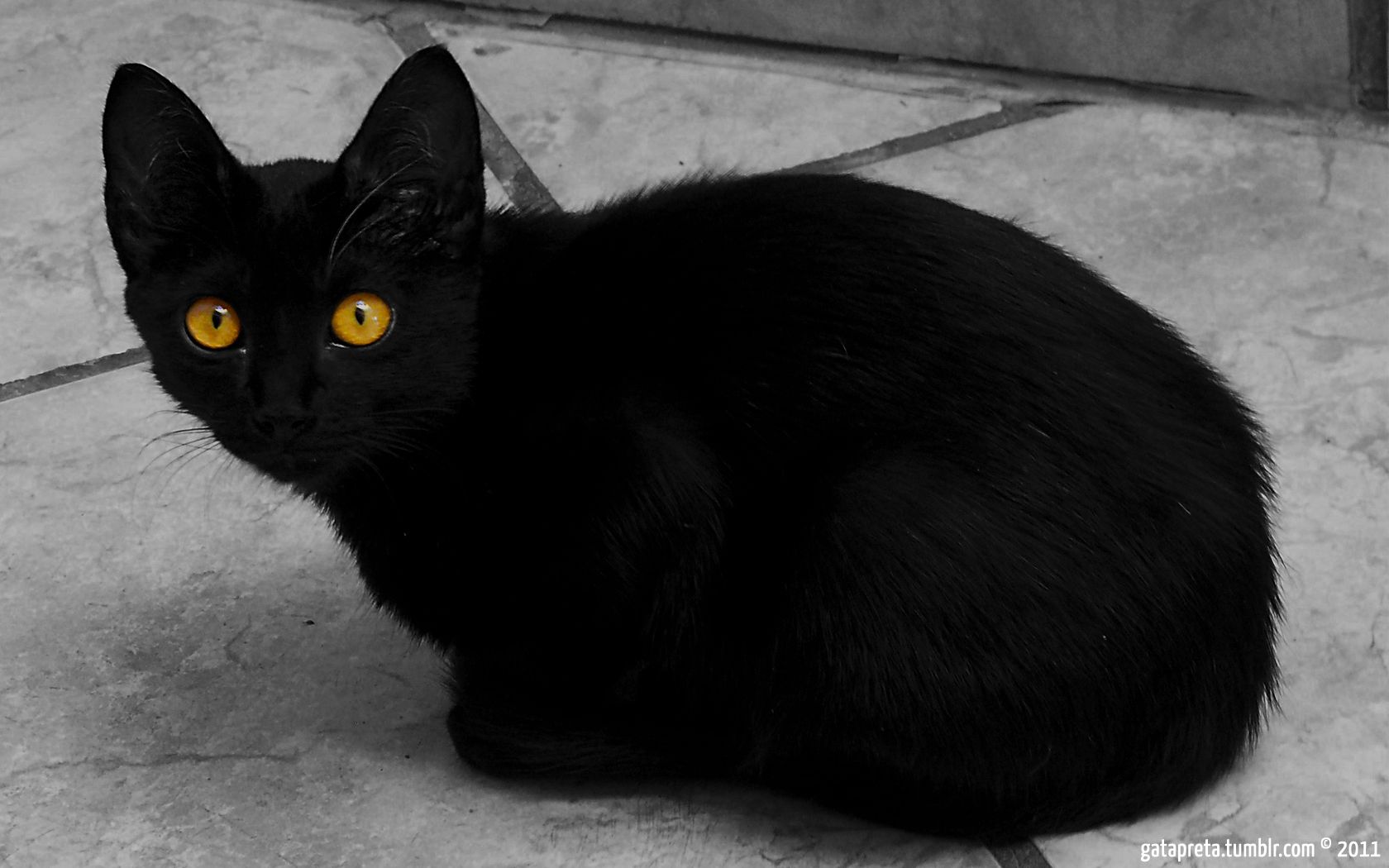 Gatto nero occhi gialli, 1680x1050 900p, PC