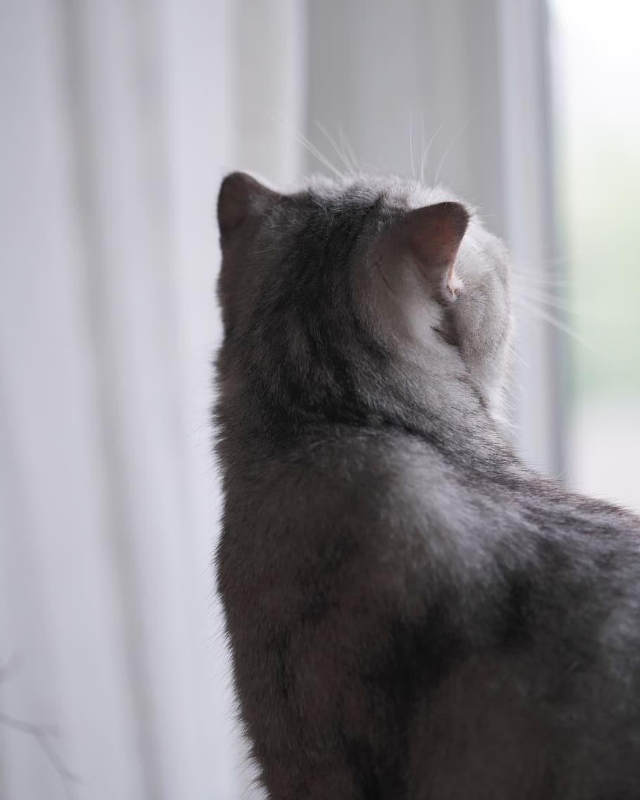 Gatto grigio vicino finestra, 910x1138 Verticale, Telefono