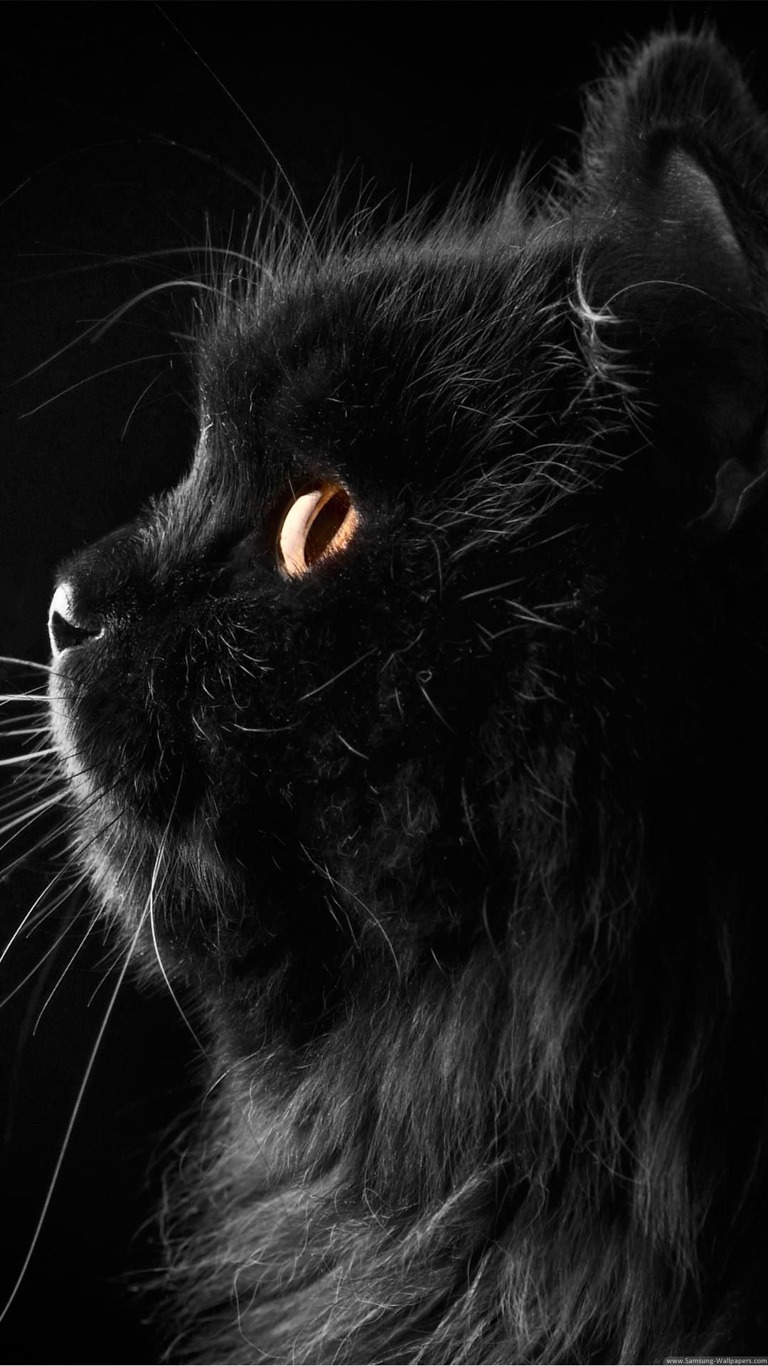 Gatto nero occhi arancioni, 1080x1920 Full HD Verticale, iPhone