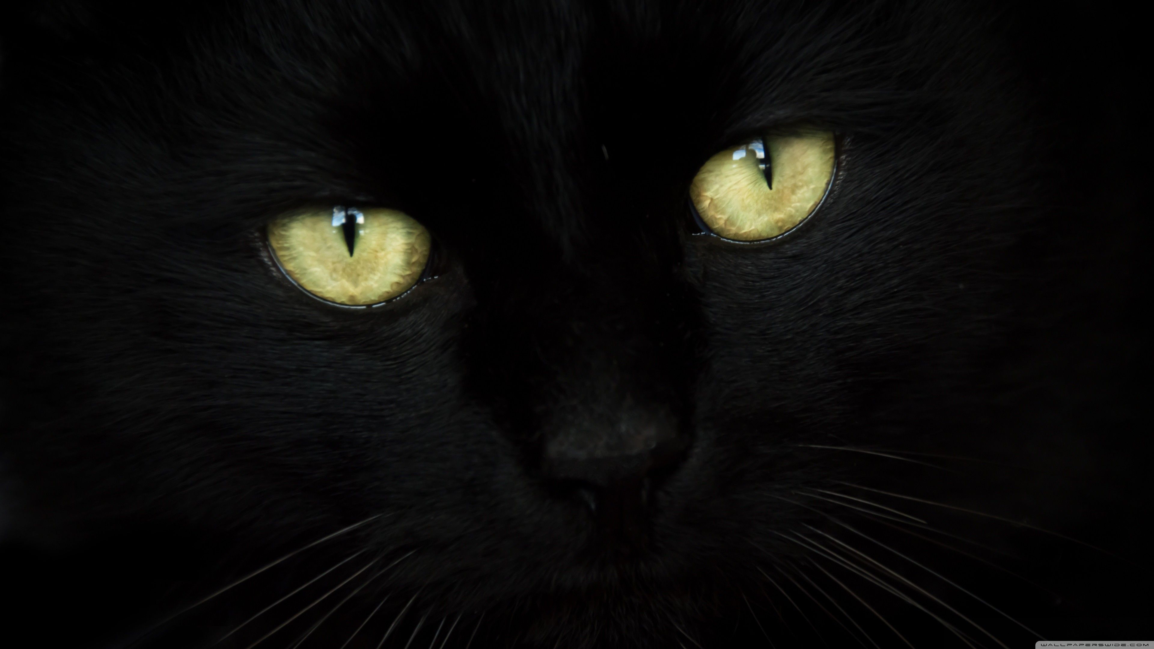 Gatto nero occhi gialli, 3840x2160 4K Ultra HD, Desktop