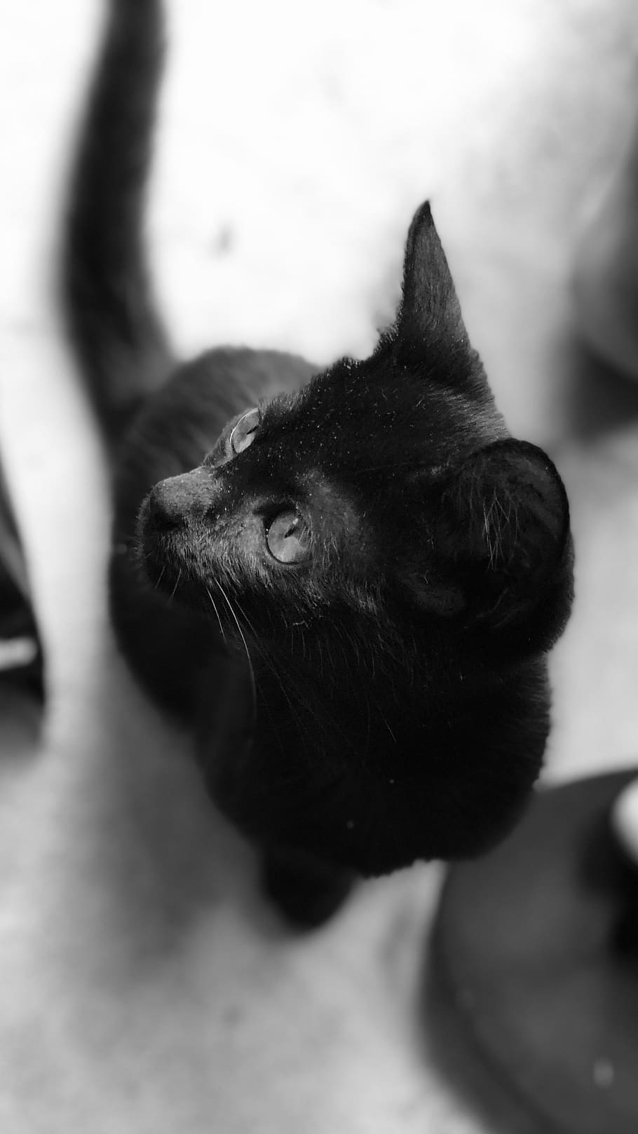 Gatto nero bianco e nero, 910x1618 Full HD Verticale, iPhone