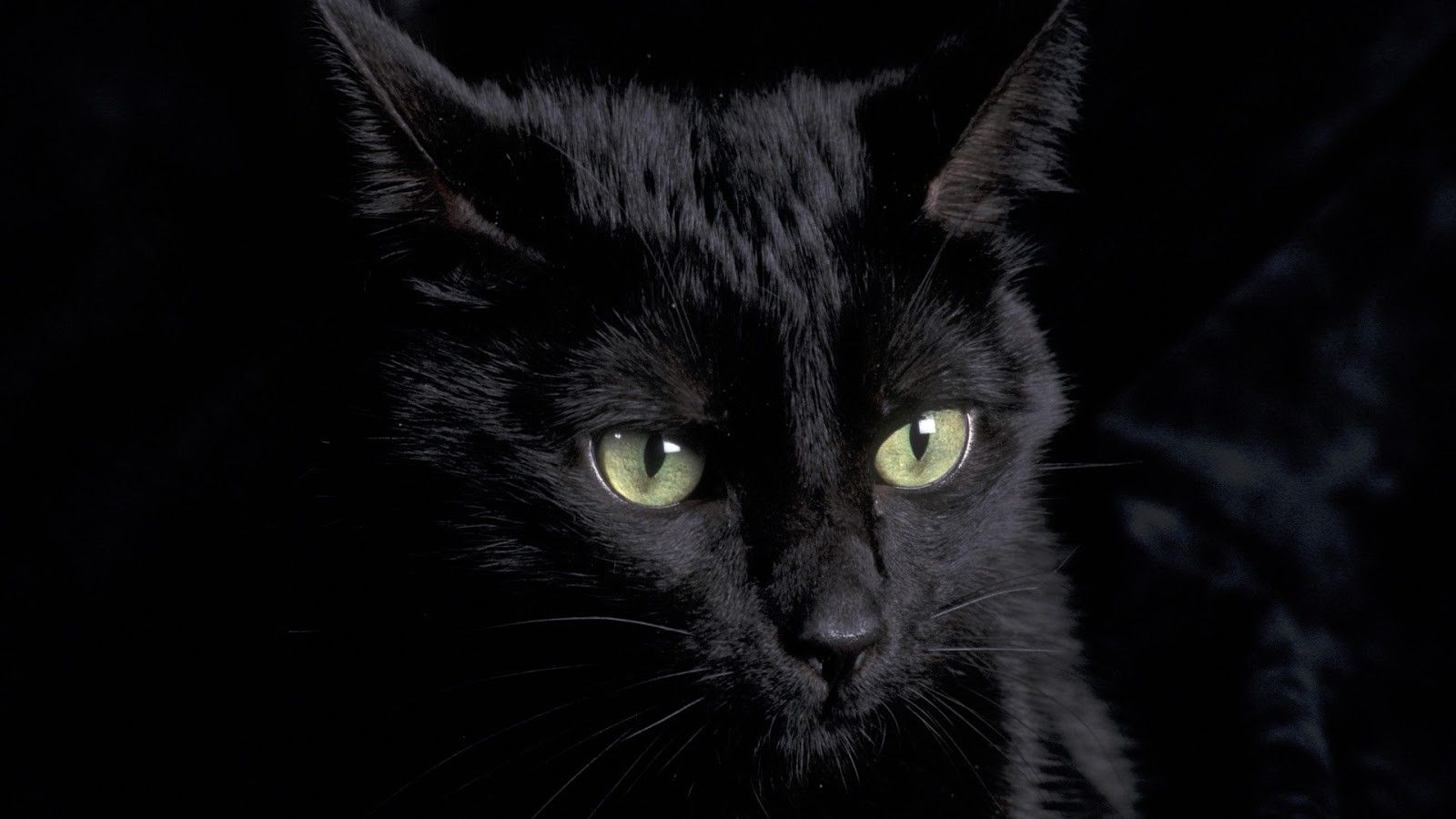 Gatto nero occhi verdi, 1600x900 900p, Desktop