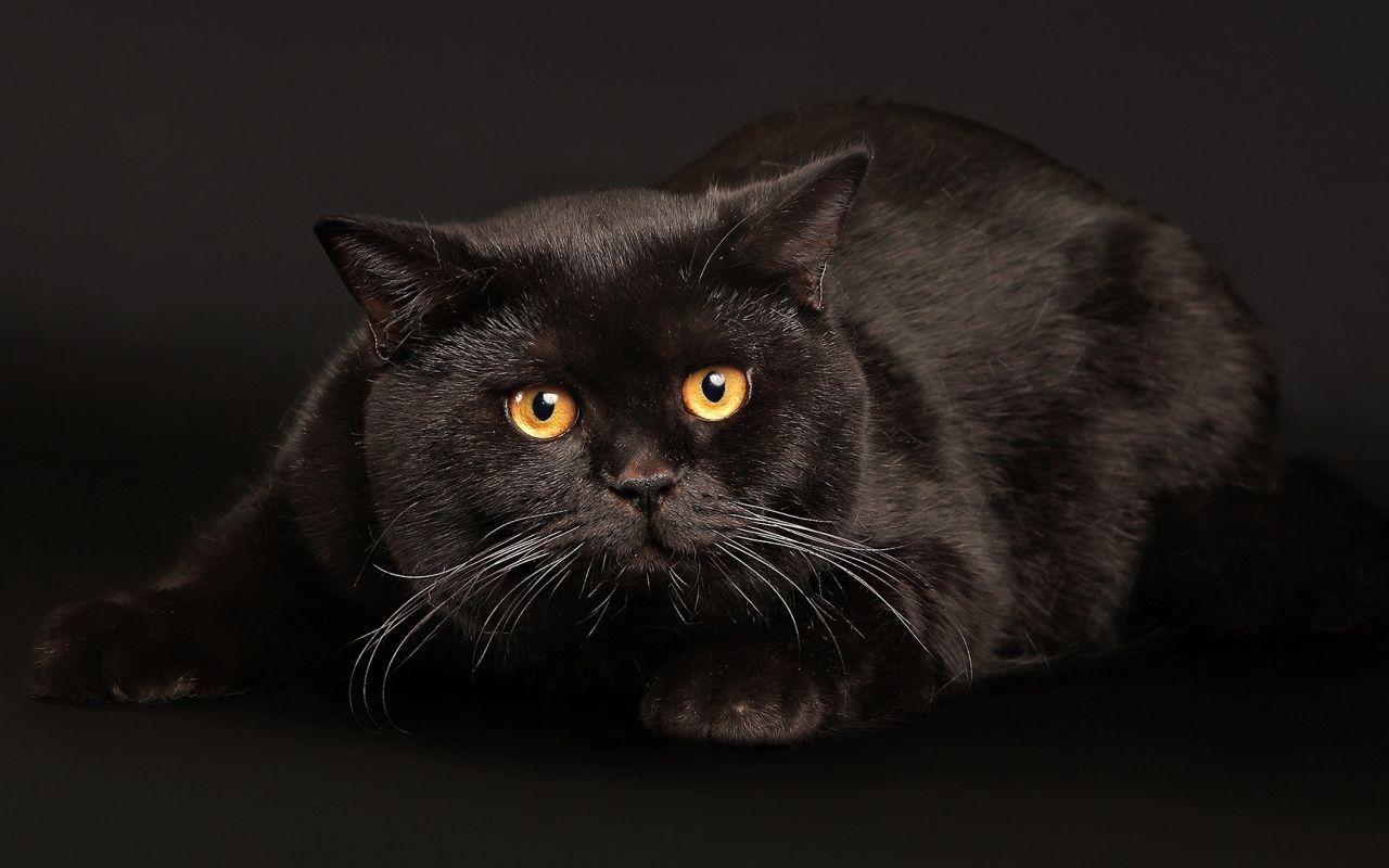 Gatto nero grassottello sdraiato, 1280x800 720p, Monitor Gaming